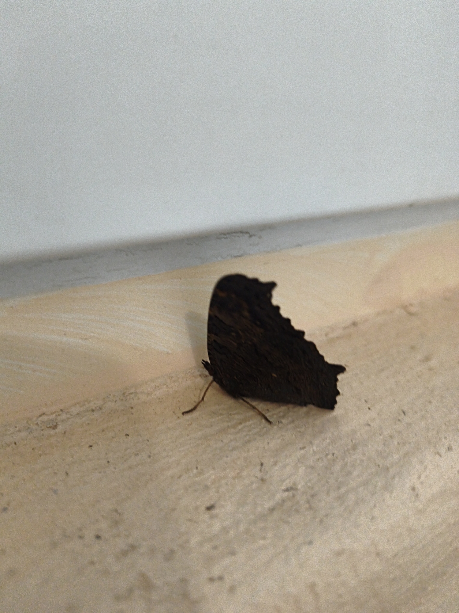 A dark brown butterfly with jagged wing edges is resting on a beige, textured surface. The surface appears to be a ledge or countertop, with a white wall forming the background. The butterfly's body is not clearly visible, and one of its slender legs is extended forward. The scene is neutral and lacks any identifying features of Most, Czechia.