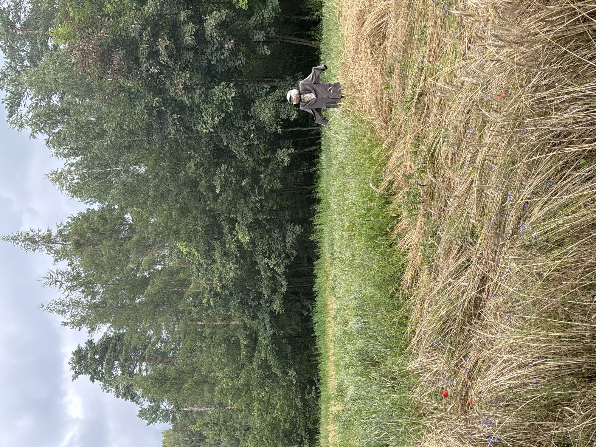 The image depicts a scarecrow standing in a field of dry, golden hay. The scarecrow is dressed in a dark grey jacket, a light-colored shirt or scarf around its neck, and a light-colored cap. It is positioned to the right of the frame, with its arms outstretched. The field in the foreground is covered in dense, dry grass, interspersed with a few small red and blue wildflowers. Behind the hayfield, there is a lush green field of growing crops, and beyond that, a dense forest of various trees. The sky above is overcast with clouds. The scene appears to be in a rural area.