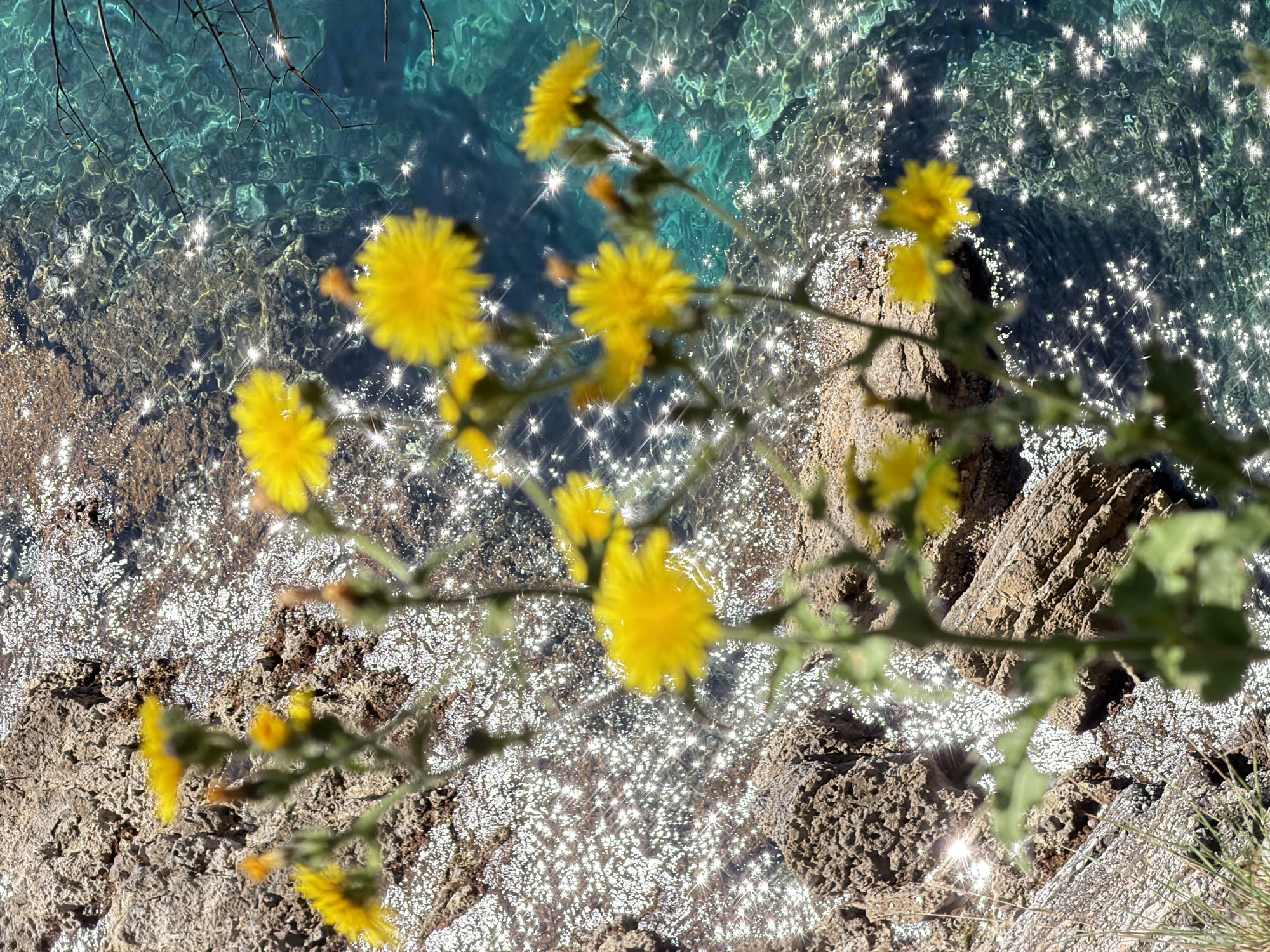 This image presents a serene natural scene, capturing a vibrant display of nature on a sunny day. In the immediate foreground, a cluster of small, bright yellow flowers, possibly common dandelions or a similar species, are intentionally blurred, creating a soft, dreamlike effect. Their green stems and leaves crisscross the frame, adding depth to the composition.
The background is dominated by crystal-clear, turquoise-blue water, indicative of a coastal or lacustrine environment with excellent visibility. Sunlight powerfully reflects off the water's surface, creating countless sparkling, star-like highlights that glitter intensely across the frame. Through the transparent water, the textured, rocky seabed is clearly visible, revealing varying depths and an uneven terrain.
To the right and lower parts of the image, the rugged, earthy brown and gray rocks of the shoreline are prominent, some partially submerged in the water and others rising above it. A few thin, dark branches are faintly visible in the upper left quadrant, silhouetted against the bright water. The scene is devoid of human presence or activity, focusing entirely on the natural elements. The strong glints of light suggest a bright, clear day, likely with the sun high in the sky. No visible text is present. This setting aligns with the provided location context of Androvići, Montenegro, hinting at the beautiful Adriatic coastline.