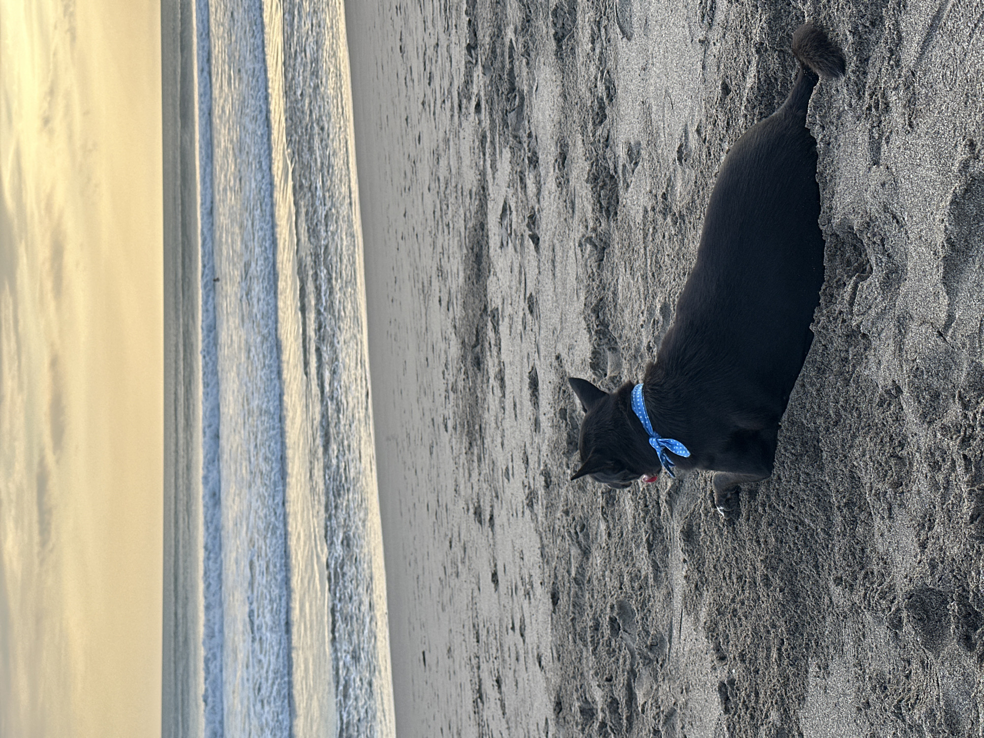 A black dog wearing a blue collar with white polka dots stands on a beach with dark sand in North Kuta, Indonesia. The ocean is visible in the background, and the sky is obscured by clouds. The dog is facing toward the lower left of the frame, with its head slightly lowered as if sniffing the ground.