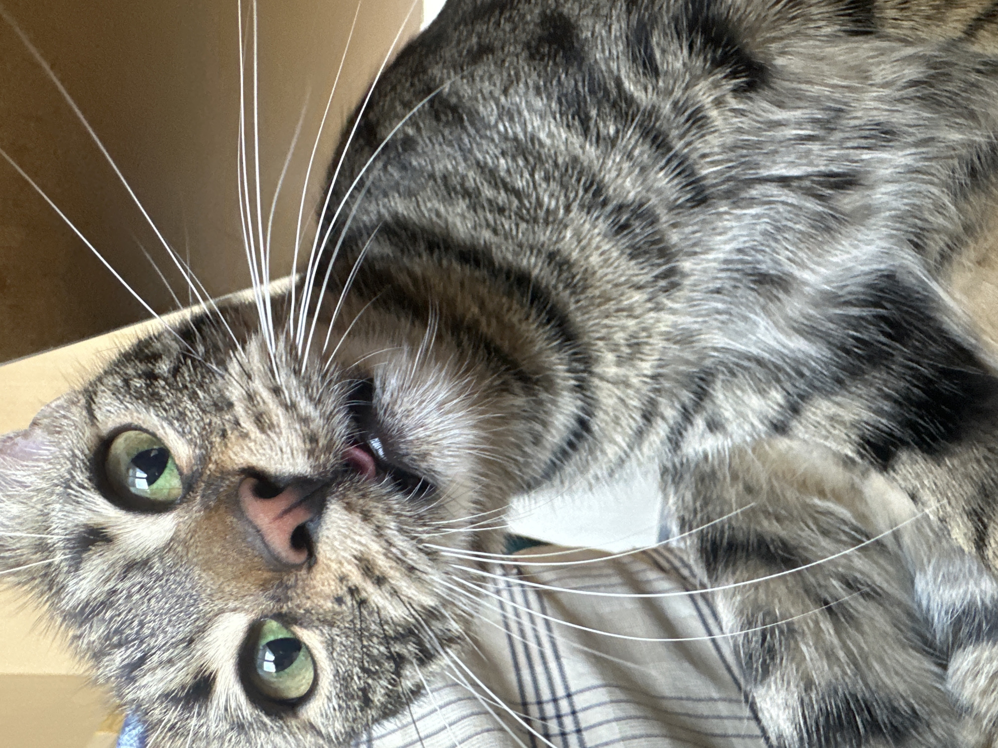 A close-up, eye-level shot captures a tabby cat's face with a curious expression. The cat has green eyes, a pink nose, and long white whiskers. Its mouth is slightly open, revealing a pink tongue. The cat is positioned against a background of striped fabric and a plain brown surface. There is no discernible location in Sofia, Bulgaria.