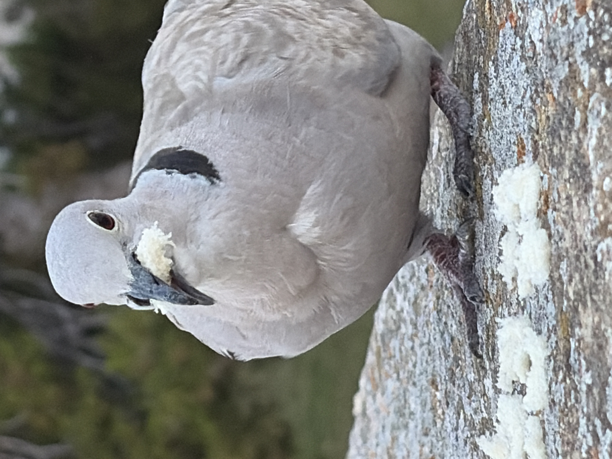 A close-up, eye-level shot shows a light gray dove standing on a textured, gray rock surface in Torrevieja, Spain. The dove has red eyes, a dark gray beak, and a dark crescent-shaped marking on the back of its neck. A small piece of white food is held in its beak. Several small piles of white crumbs are scattered on the rock in front of the dove. The background is out of focus, with blurred green and dark foliage.