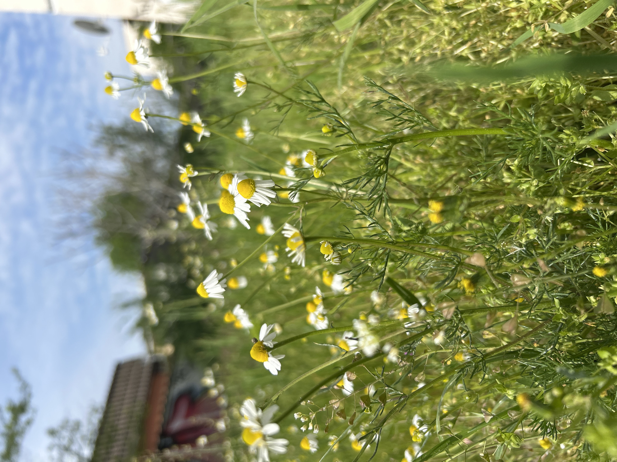 The image presents a vibrant, close-up view of numerous chamomile flowers thriving in a natural outdoor setting, likely a meadow or a wild patch of ground. The perspective is low, looking upwards through the dense greenery towards the sky.
The primary subjects are the chamomile flowers, characterized by their bright white petals and distinct yellow centers. They are captured in various stages of bloom, with some fully open and others still appearing as buds. Their delicate green stems and finely dissected, feathery leaves are sharply in focus, creating a rich texture of greens and whites that fills much of the frame.
The background is intentionally blurred, employing a shallow depth of field that highlights the flowers. In the upper left portion of the image, a clear blue sky dotted with scattered white clouds is visible. Towards the lower left, a indistinct, reddish-brown structure, possibly a part of a building's roof or wall, can be vaguely seen, partially obscured by the foreground vegetation. The overall setting suggests an uncultivated area adjacent to human habitation, possibly within or on the outskirts of Plovdiv, Bulgaria.
The scene takes place during the daytime, under bright sunlight, indicating fair weather. There is no specific activity or event occurring; it is a static nature shot. No people or visible text are present. The image evokes a serene and natural atmosphere, characteristic of a sunny spring or summer day.