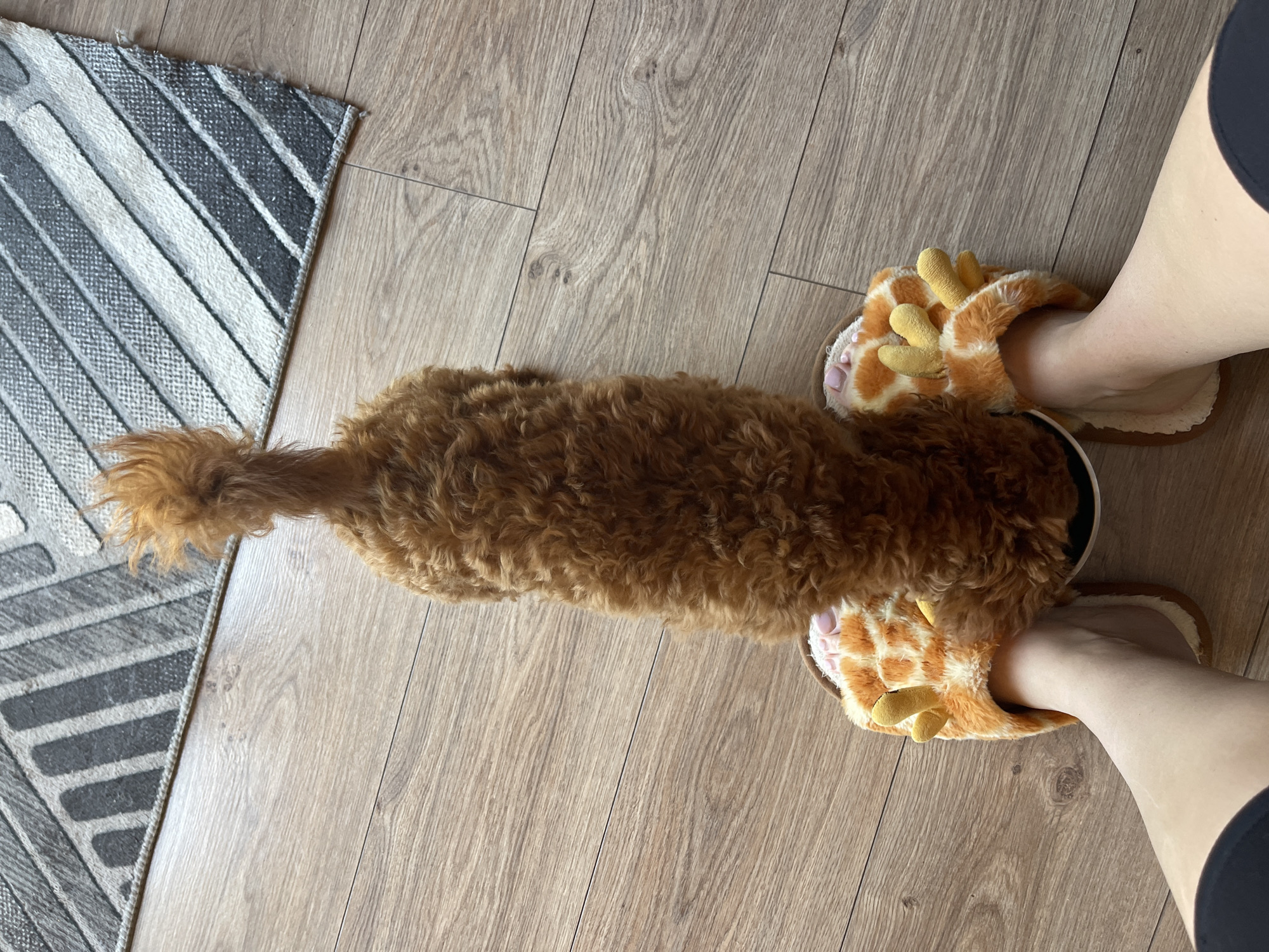 An overhead, full-shot photograph shows a brown dog standing on a circular, black dog bowl. The dog's back is to the camera, and its curly tail is raised. Its body is positioned on top of the dog bowl, obscuring most of it. The dog is standing on a wooden floor, with a portion of a grey and white striped rug visible in the upper portion of the frame. The dog's hind legs are partially obscured by a pair of plush, giraffe-patterned slippers worn by a person. The person's feet are positioned in front of the dog bowl, with their toes visible inside the slippers. The lighting suggests it is daytime. The scene is likely indoors, in a residential setting within the city of Sofia, Bulgaria.