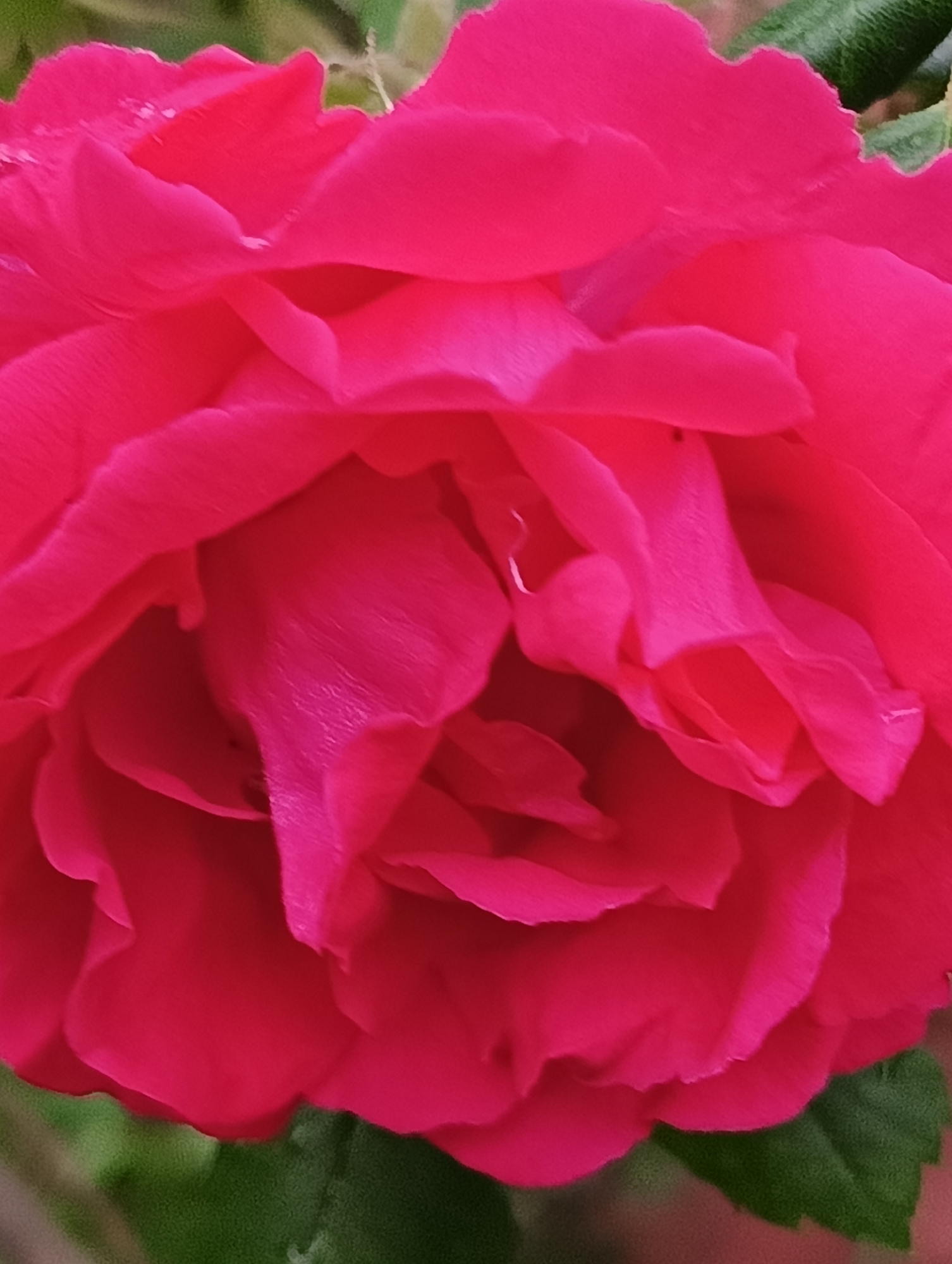 This close-up photograph features a single vibrant fuchsia-pink flower, strongly resembling a rose, dominating the frame. The flower displays numerous soft, intricately layered and folded petals, showcasing a rich, saturated color that varies from bright fuchsia to deeper magenta in the shaded recesses. Visible veins and a subtly crinkled texture are present on the petal surfaces. A few small, shiny droplets, likely water or dew, are visible on some petals, suggesting recent moisture. The lighting appears natural, illuminating the foreground petals and casting soft shadows that emphasize the flower's three-dimensional structure. In the highly blurred background, hints of green foliage are discernible, indicating an outdoor setting, potentially a garden in Biliaivka, Ukraine. There are no people, discernible activities, or visible text within the image.