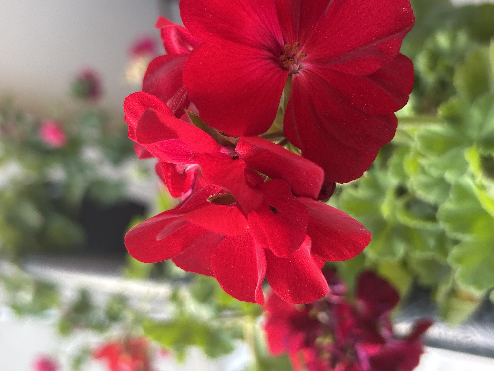 The image, taken in Plovdiv, Bulgaria, presents a close-up and slightly tilted perspective of vibrant red flowers, prominently featuring geraniums. A large, fully bloomed red flower dominates the upper central area, showcasing its delicate petals and a cluster of reddish-brown stamens at its core. Beneath this, a cluster of other red flowers is visible, some partially open or still in bud, adding depth to the floral arrangement.
The background is softly blurred, emphasizing the sharp detail of the foreground flowers. It consists mainly of lush green foliage, likely the leaves of the same plant or neighboring greenery. Indistinct blurs of pink and red hues in the distant background suggest the presence of other flowers, creating a sense of a larger garden. Parts of a light-colored, out-of-focus surface, possibly a wall or railing, can also be discerned. The scene is illuminated by bright, natural light, typical of daytime conditions, without harsh shadows. Tiny, light-colored specks are visible on some of the petals, possibly pollen or small water droplets. No visible text is present in the image.