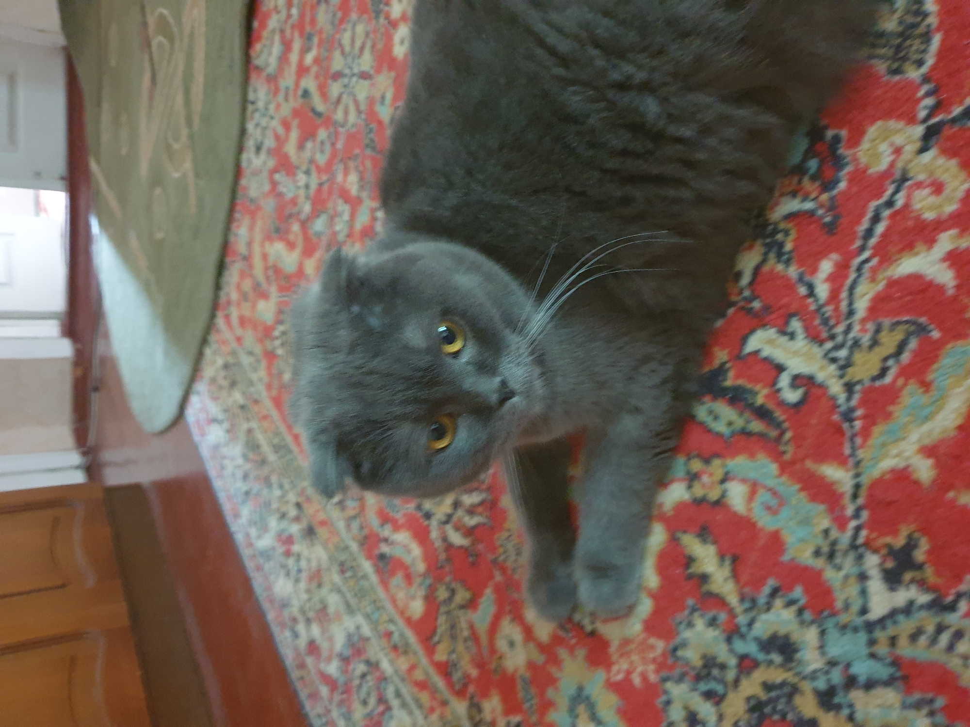 A medium shot shows a grey Scottish Fold cat lying on a red oriental rug in a room. The cat is facing the camera with its ears folded down and its yellow eyes looking forward. Its body is slightly turned to the right, and its front paws are extended. The rug has a patterned design with red, blue, and yellow colors. In the background, a wooden cabinet and a doorway are visible. The scene appears to be indoors.