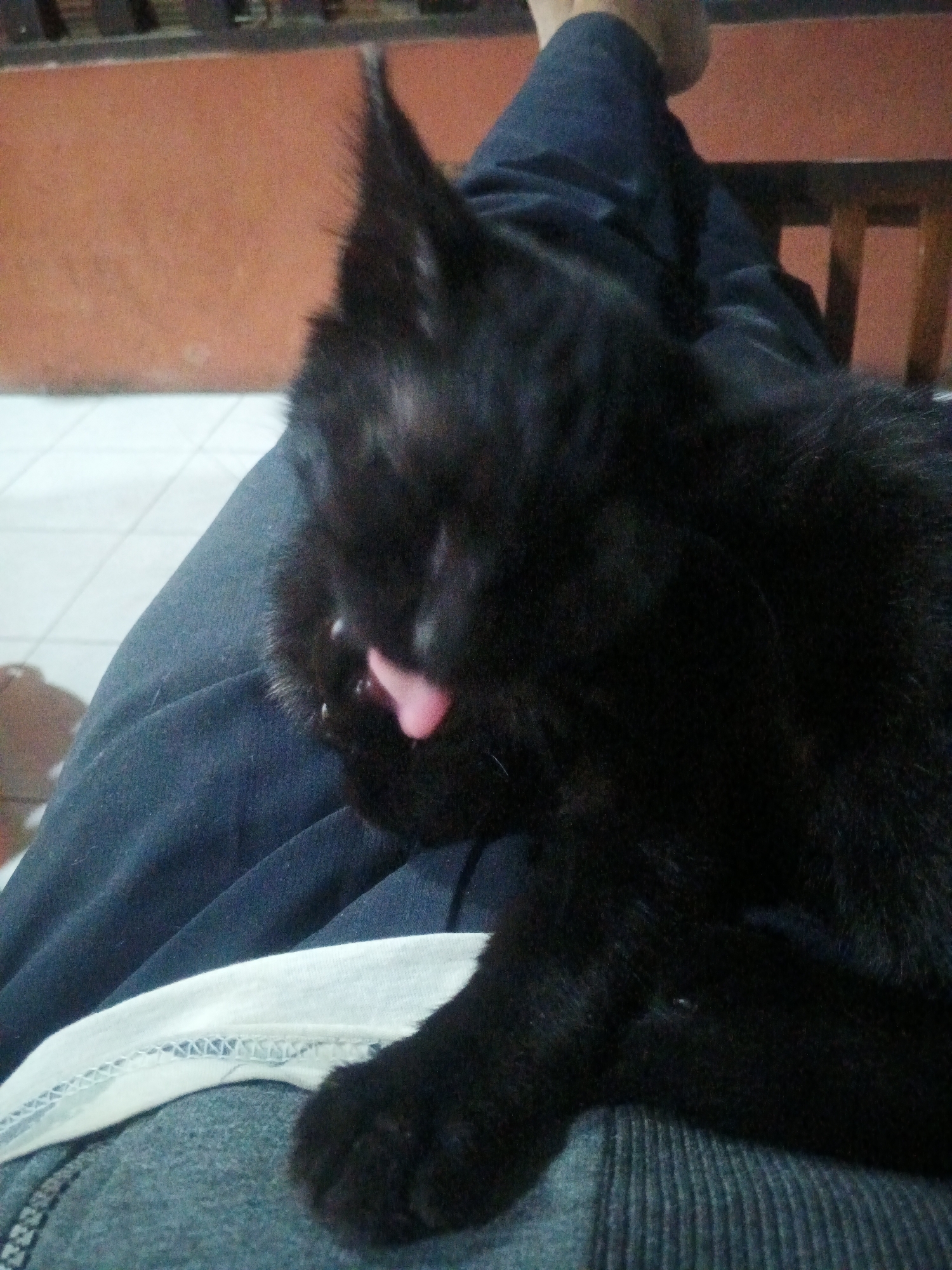 A black cat is resting on a person's lap. The cat is facing downwards, and its pink tongue is visible. The person is wearing blue pants. The background shows a wall and a wooden chair. This image was taken in Purwanegara, Indonesia.