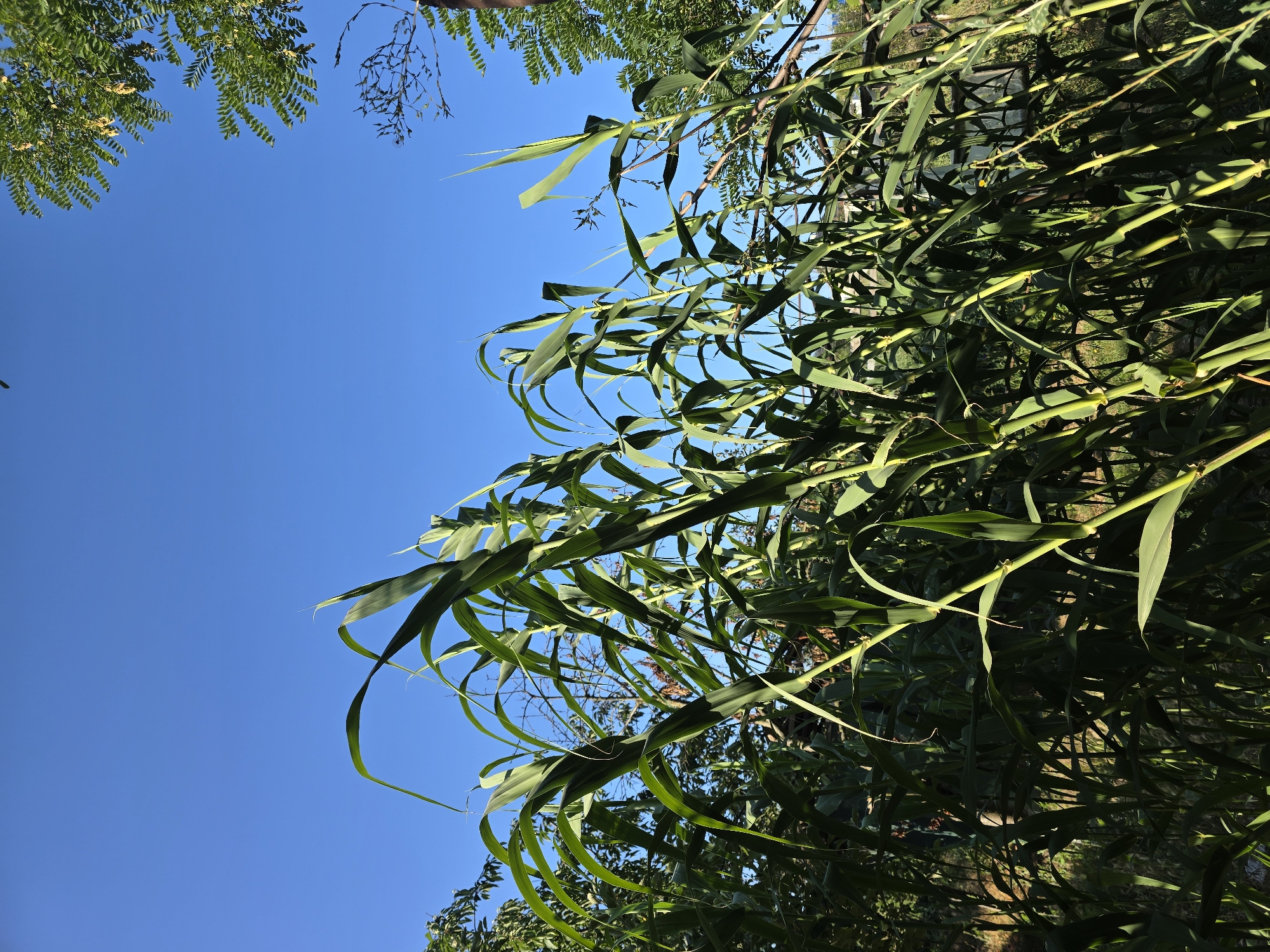 The image depicts a dense patch of tall, green plants, likely sorghum or a similar grain, growing in an outdoor setting. The plants are lush and vibrant, with long, sword-shaped leaves that arch and sway. The stalks are thick and segmented, some showing a yellowish hue where sunlight catches them.
The background is dominated by a clear, bright blue sky, suggesting a sunny day. To the upper right and left, the feathery foliage of trees can be seen, with some branches reaching into the frame. In the middle ground, beyond the plants, hints of a fence and possibly other structures or vegetation can be observed, though they are obscured by the density of the foreground plants.
The perspective is low, looking upwards through the stalks, which gives a sense of immersion within the growth. The lighting suggests the sun is positioned overhead or slightly to the side, casting dappled shadows and highlighting the texture of the leaves and stalks.
The scene is consistent with a rural or garden environment, potentially in Moscovei, Moldova, given the context provided, where such agricultural or ornamental plants might be cultivated. There are no people or animals visible in the image, and no specific actions are depicted beyond the natural growth and sway of the plants in what appears to be a calm outdoor environment. The overall impression is one of natural abundance and a bright, clear day.