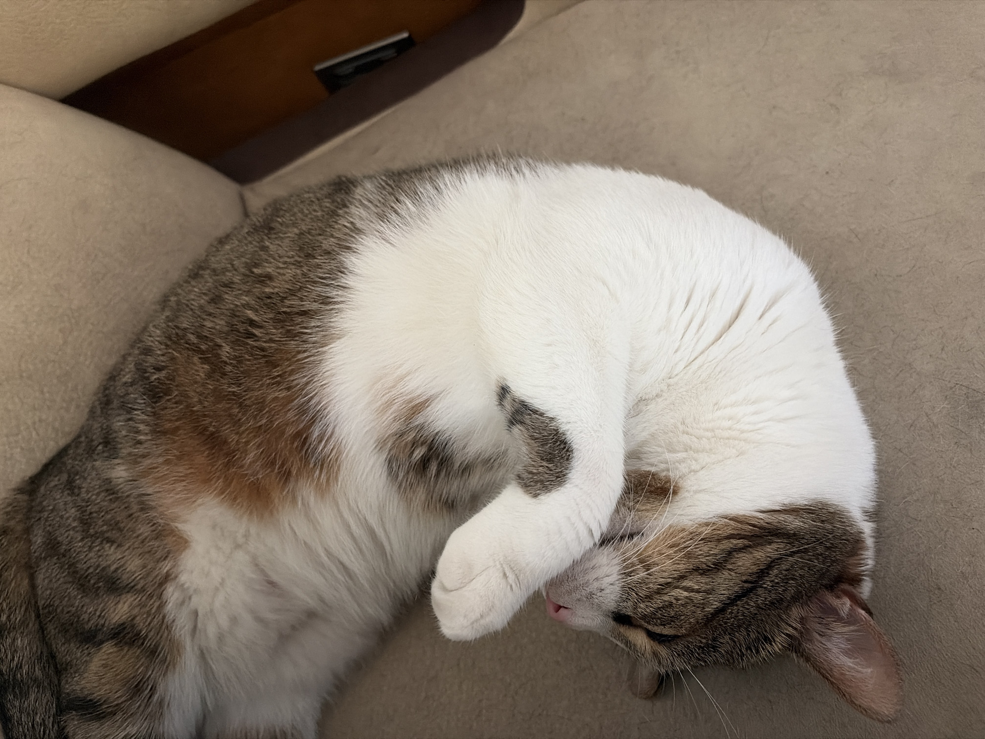 The media file captures a close-up, high-angle shot of a cat sleeping on a beige sofa. The cat has a tabby and white coat with distinct brown and gray stripes on its back and tail, contrasted with a fluffy white chest and belly. Its face is turned downwards, with one paw covering its eyes and nose, a common sleeping posture for cats. The cat's pink nose is visible, peeking out from under its paw. The fur appears soft and well-groomed. The background is the textured beige upholstery of the sofa, with a darker brown wooden surface visible in the upper left corner, suggesting the back of the sofa or a piece of furniture behind it. The lighting is soft and natural, indicating it's likely daytime. The overall mood is peaceful and serene, conveying a sense of comfort and deep sleep for the animal. There is no visible text in the image.