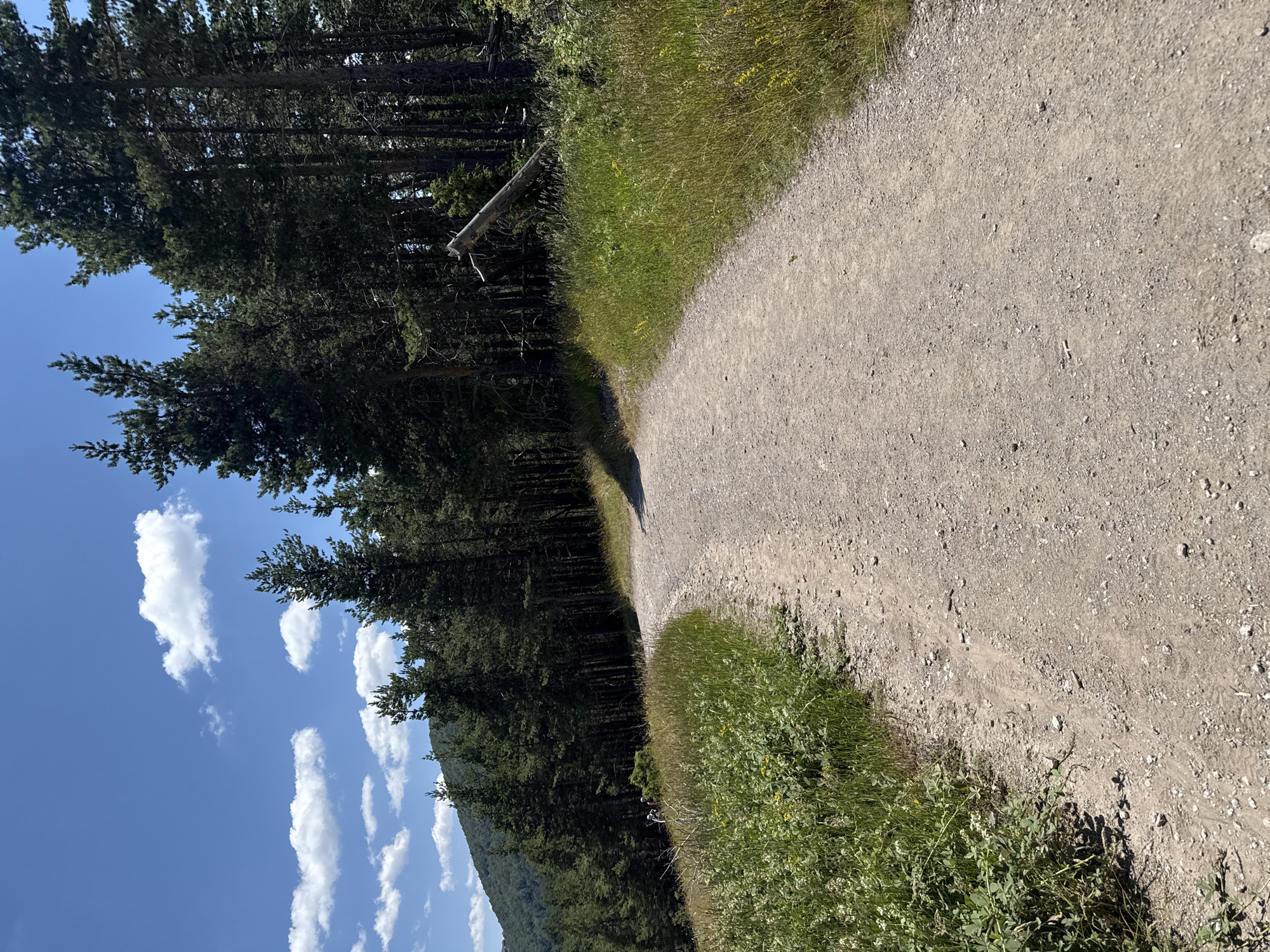 The image captures a winding gravel path through a natural landscape near Mostovo, Bulgaria. The path curves from the foreground into the distance, flanked by lush green vegetation on the left and a dense forest of pine trees on the right. The trees are tall and dark, with sunlight filtering through them in places. A fallen log lies diagonally within the forest. The sky above is a bright blue with scattered white clouds. In the background, a tree-covered hill slopes gently upwards. On the left side of the path, near the bend, a small group of people on bicycles can be seen amidst the greenery. The overall impression is one of a scenic outdoor trail under a clear, sunny sky.