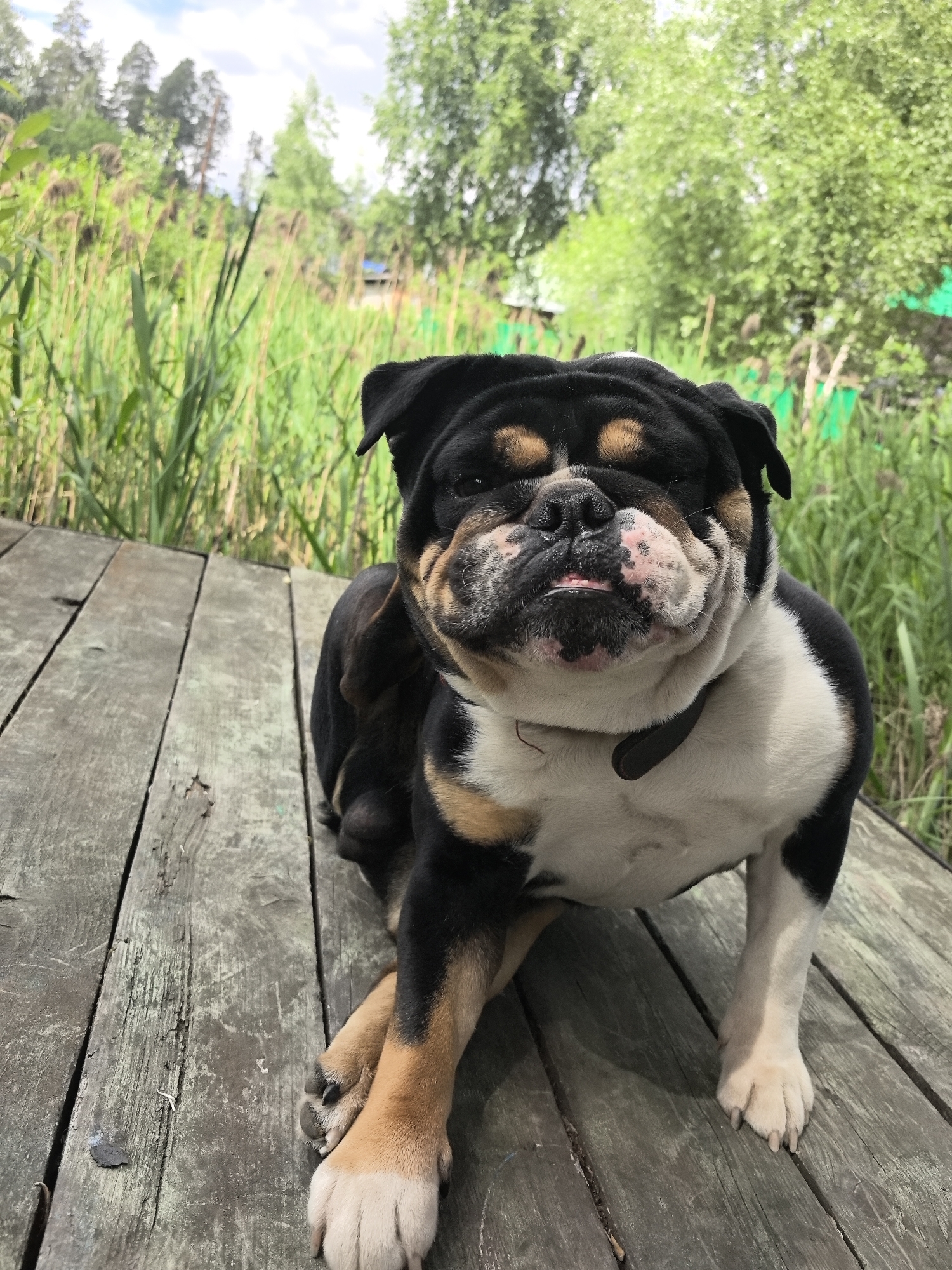 A tri-color bulldog sits on a weathered wooden deck. The dog is black, white, and tan with a wrinkled face and its tongue slightly sticking out. It is positioned in the center of the frame, with its front paws crossed. The deck is made of planks and appears worn. In the background, there is lush green vegetation, including tall reeds and trees, suggesting an outdoor, natural setting. The sky is visible with some clouds. The overall scene is likely from a rural or semi-rural area. The location is stated to be Noviy, Russia.