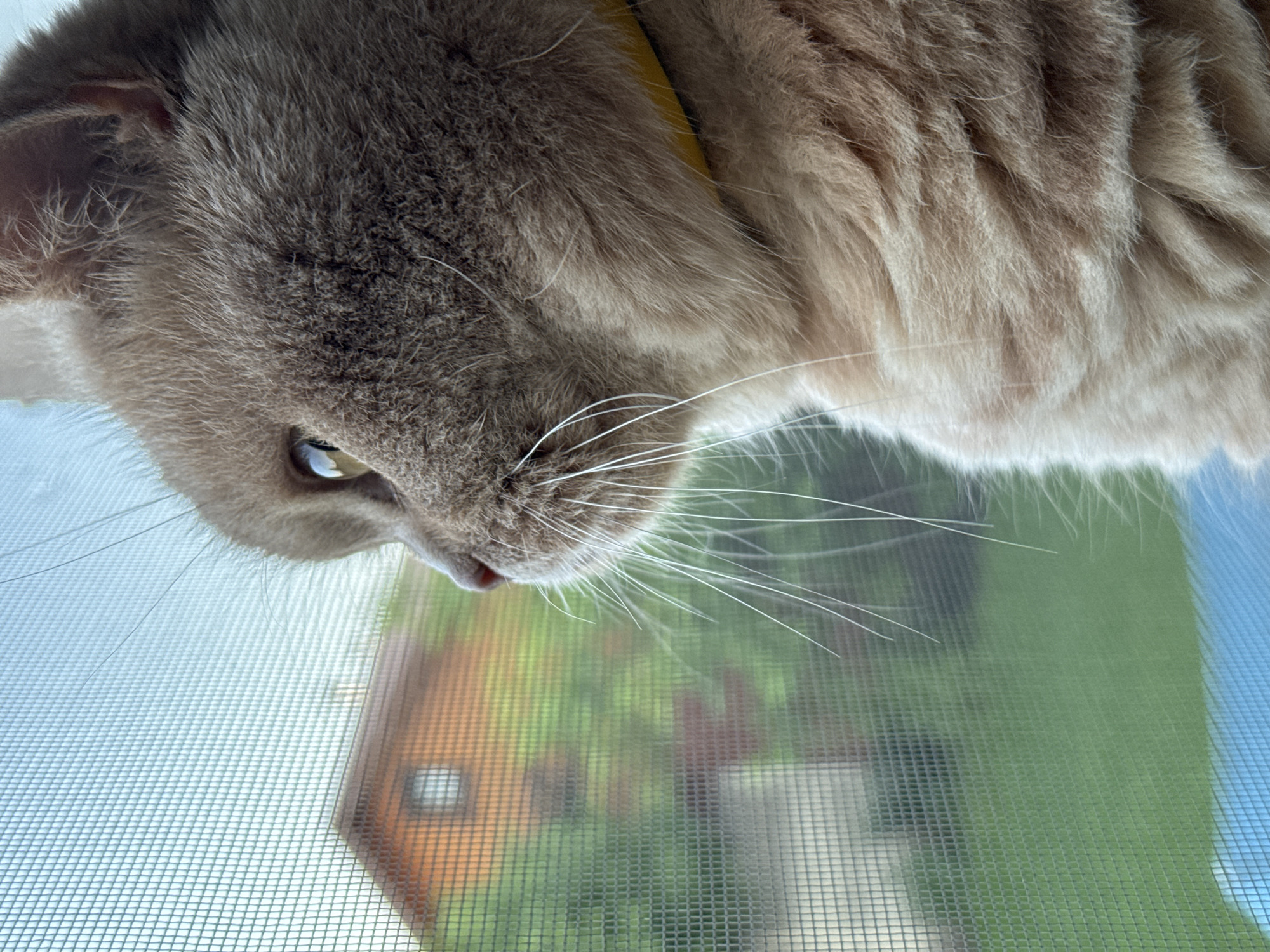 A close-up, profile shot captures a fluffy, light brown cat with a yellow collar looking out through a window screen. The cat's eye is a bright yellow, and its long white whiskers are prominent. Outside the window, a blurred image of a house with an orange roof and green foliage is visible. The sky is a pale blue. The background is out of focus due to the screen and the shallow depth of field.