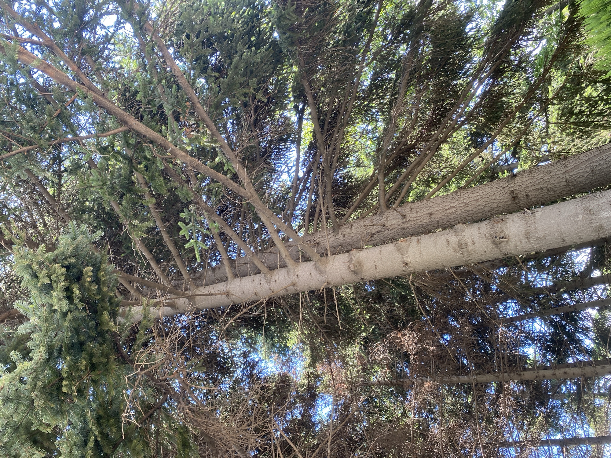 This is an upward-facing, full-body shot of two mature conifer trees, likely spruce or fir, with their branches extending towards a clear blue sky. The trunks are thick and textured, with the one on the left being slightly more robust. The branches are laden with dense, green needles on the upper parts of the trees, creating a lush canopy. However, the lower sections of the trees, particularly on the left, show areas of dry, brown, dead branches and needles, suggesting age or environmental stress. The sunlight filters through the foliage, creating dappled light and shadows. In the distance, more conifer trees are visible, also with a mix of green and dry foliage. The scene appears to be an outdoor setting within a natural environment. Without specific landmarks, it is impossible to pinpoint the exact location within the city of Varna, Bulgaria, but it suggests a park, forest edge, or a residential area with mature landscaping. There are no people or animals present in the image.