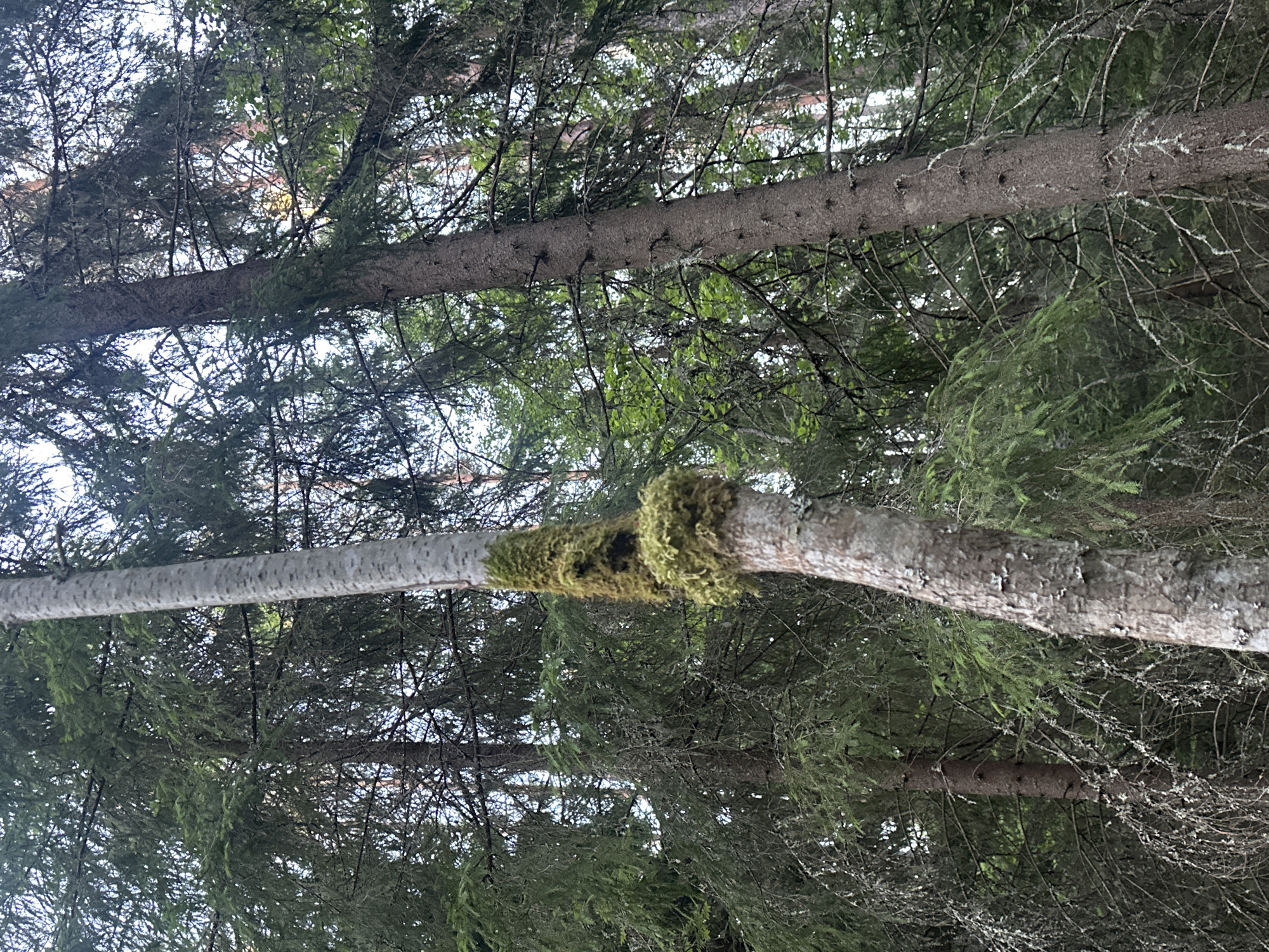 The image shows a close-up, low-angle view of tree trunks and branches in a forest. The primary subjects are the trees, with a focus on a thick, horizontal tree trunk in the foreground. This trunk has a rough, greyish-brown bark and is dotted with small, dark holes. Moss, a vibrant green, grows in a thick band around a section of this trunk, creating a striking contrast with the bark. Behind this foreground trunk, other tree trunks and branches are visible, creating a dense canopy of dark green foliage. The overall impression is of a shaded, natural environment. The lighting suggests it could be daytime, but the density of the trees creates a subdued light. There are no visible people or text. The provided location context of Soanlakhti, Russia, places this scene in a northern, likely temperate or boreal, forest environment. The presence of moss indicates a damp climate.