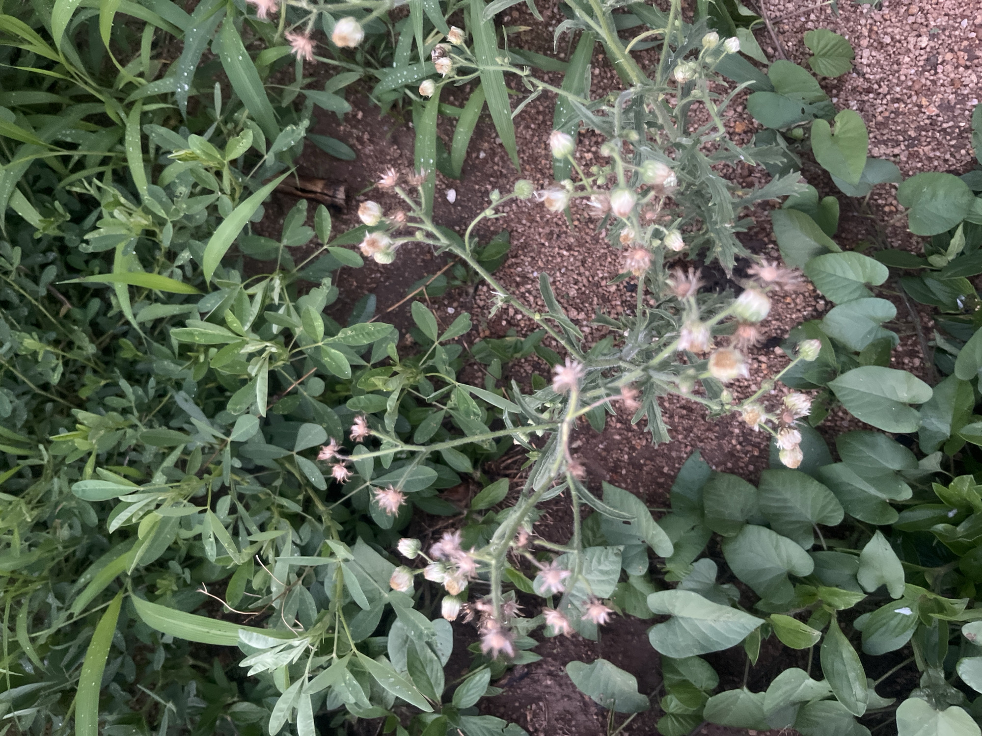The image depicts a ground-level view of mixed vegetation in Gura Top, Nigeria. A variety of plants, including grasses, broadleaf plants, and a flowering weed with numerous small, white-to-pinkish flower buds, are visible. The soil is partially exposed and consists of small, gravel-like particles. There are no visible people, subjects, or interactions; the focus is solely on the plant life and the surrounding environment.