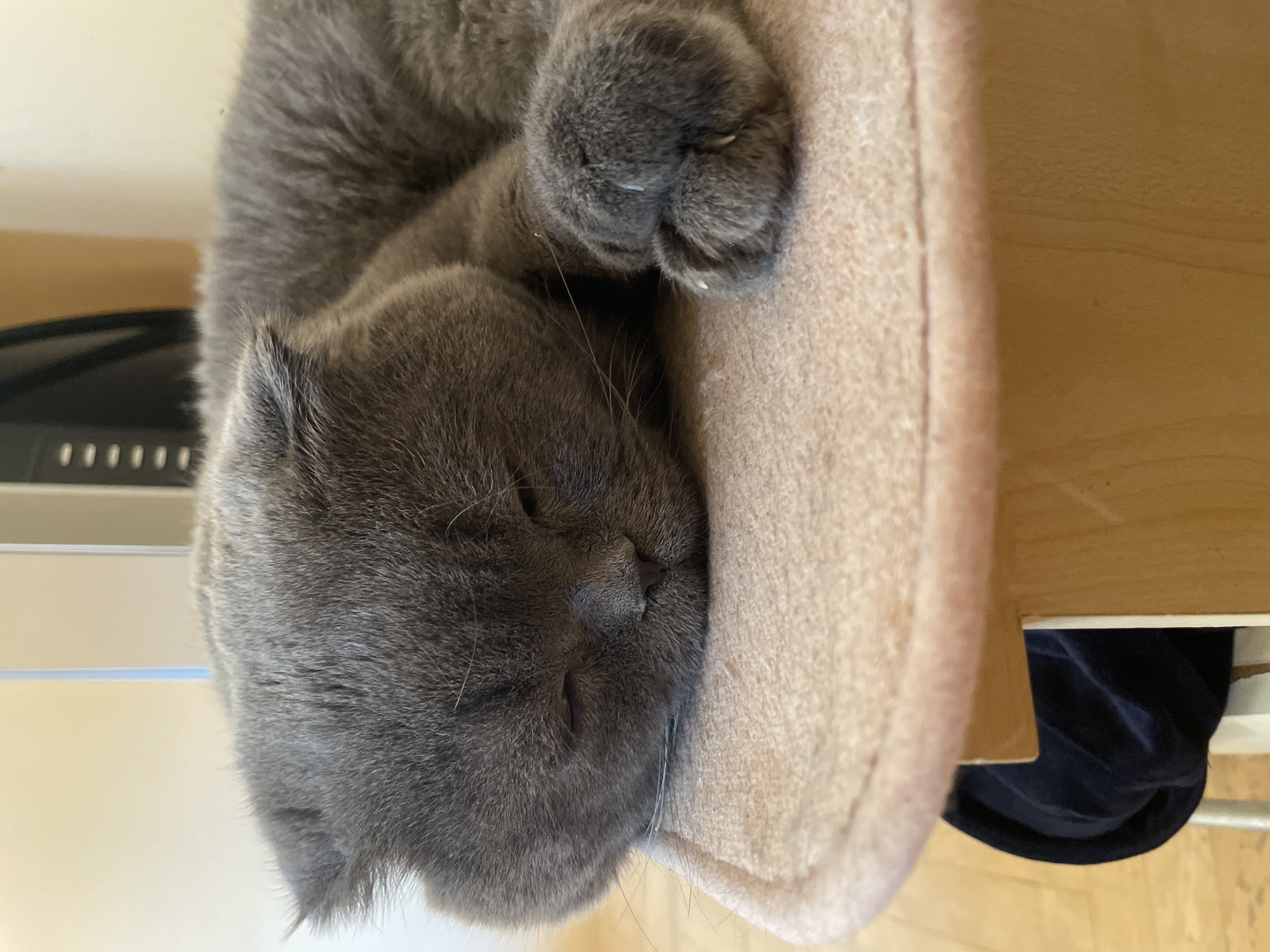 A gray cat is sleeping on a beige, carpeted surface. The cat's paws are curled up near its face. The surface appears to be part of a cat tree or perch. A wooden edge is visible near the carpeted area, and a dark blue or black object is beneath the wooden edge. The location in the city of Unknown, Unknown is unknown.