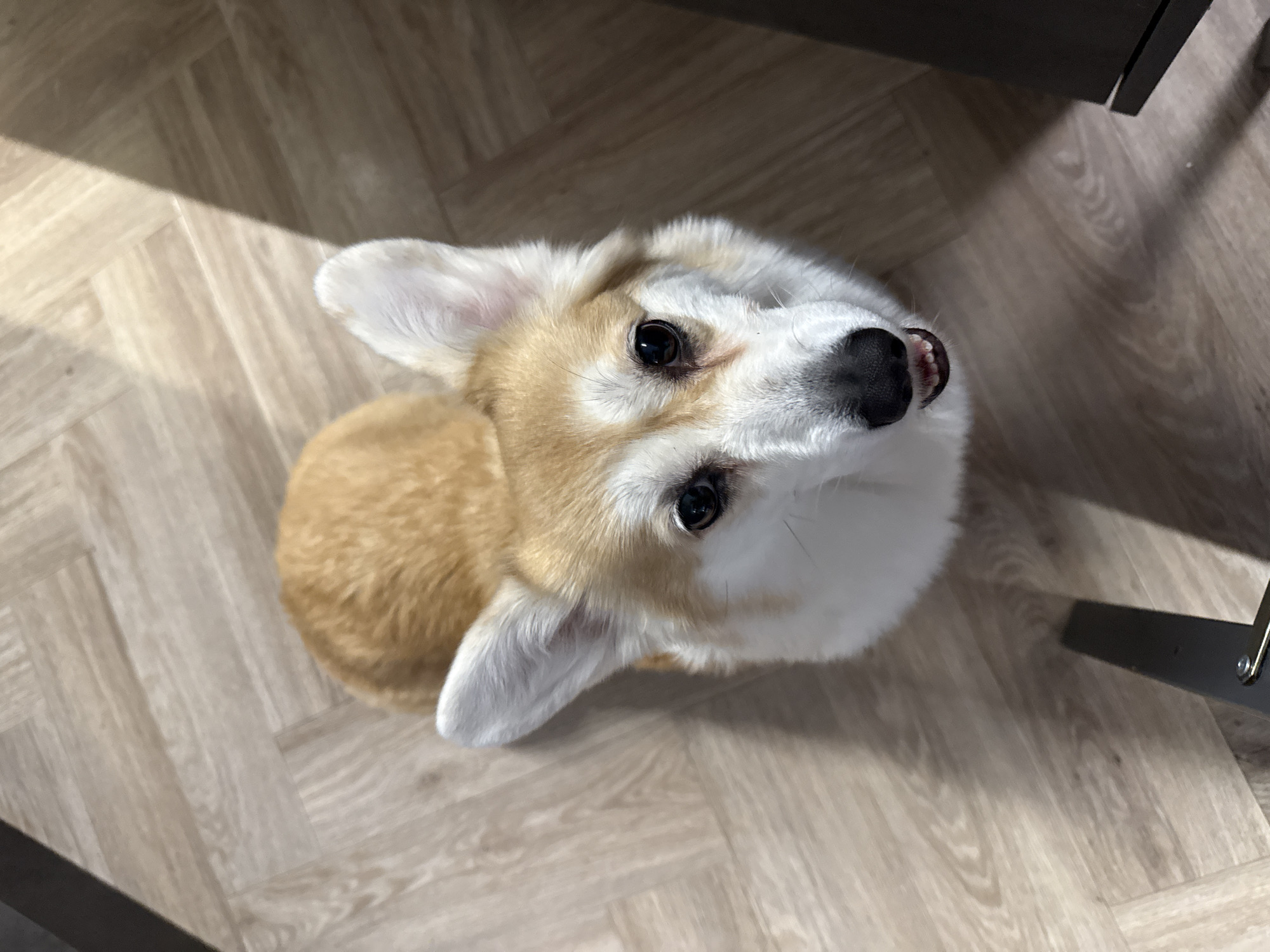 A Corgi dog is the central subject of this indoor, high-angle shot. The dog, with its distinctive tan and white fur, is seated on a light-colored wooden or laminate floor, looking directly upwards with an attentive and slightly open-mouthed expression, revealing its small teeth. Its dark eyes are fixed on something above the camera's perspective, and its ears are perked.
The setting appears to be a room with light wood-patterned flooring. Strong shadows are cast across the floor, particularly a diagonal shadow in the upper left, suggesting a significant light source, possibly natural light from a window or a strong artificial light. A dark, indistinct object or piece of furniture is partially visible in the upper and lower right corners of the frame, also casting shadows. The dog's posture and upward gaze convey a sense of curiosity, anticipation, or engagement. There is no visible text in the image. The context provided indicates the location is Krasnoyarsk, Russia.