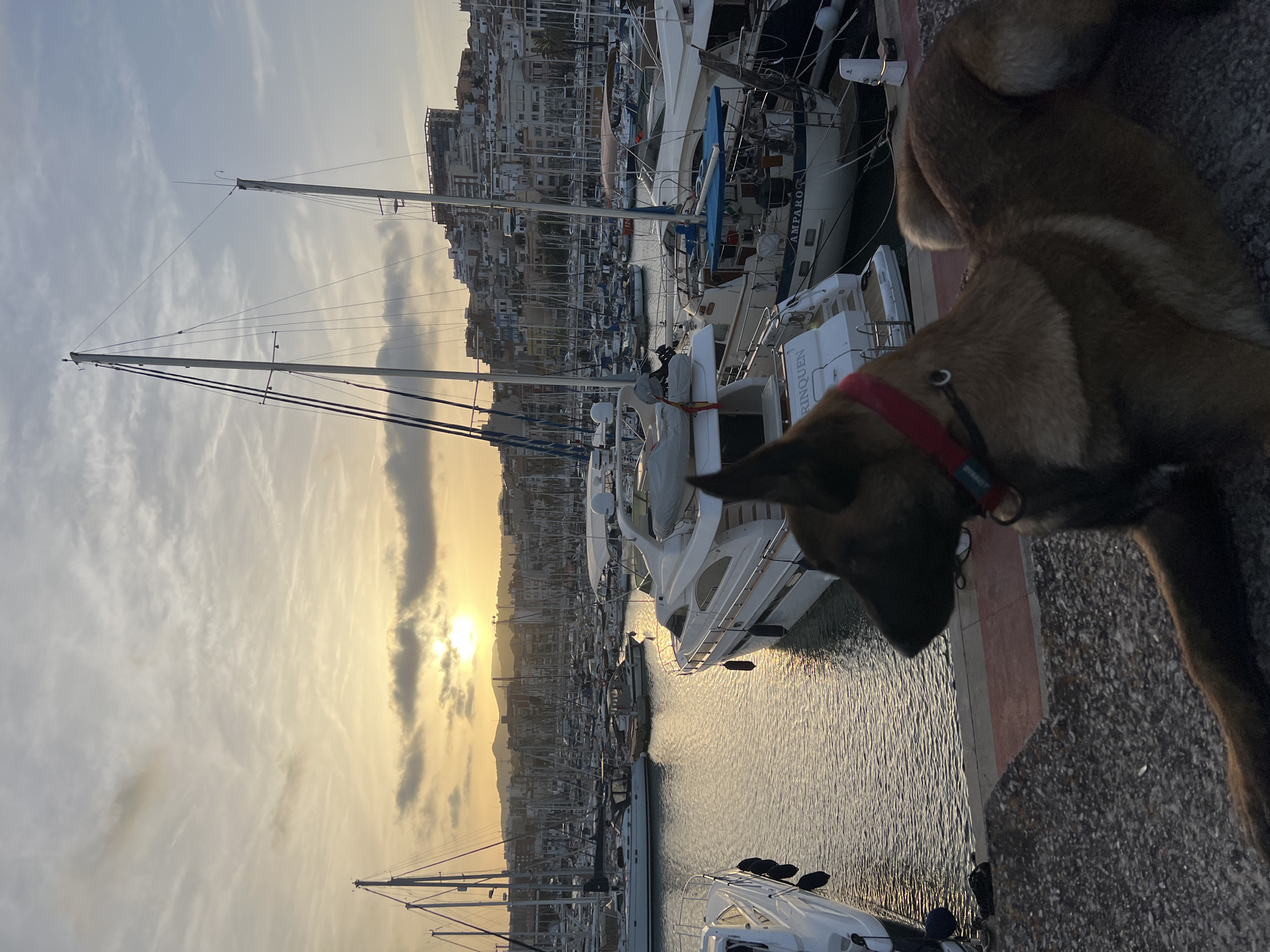 The image captures a sunset scene at a marina in El Masnou, Spain, viewed from the perspective of a dog standing on the pier. The primary subject is a medium-sized, reddish-brown dog, possibly a Malinois, wearing a red collar, whose head and upper body are visible in the foreground on the right side of the frame, looking out over the water.
The setting is a busy marina filled with numerous boats and yachts of varying sizes, docked closely together. Many boats have their masts reaching towards the sky. In the background, a dense urban landscape of buildings typical of a coastal town rises behind the marina.
The time of day is sunset, with the sun low on the horizon, casting a warm golden light across the sky and reflecting on the water. The sky is partially cloudy, featuring wispy and scattered clouds that are illuminated by the setting sun. The water in the marina shows ripples and reflections, catching the golden hues.
Notable text visible on the boats includes "AMPAROS" on the stern of a white sailboat and "RINQUEN" on the side of another white boat closer to the viewer. The overall atmosphere conveyed is tranquil and picturesque, highlighting the beauty of the marina at dusk.