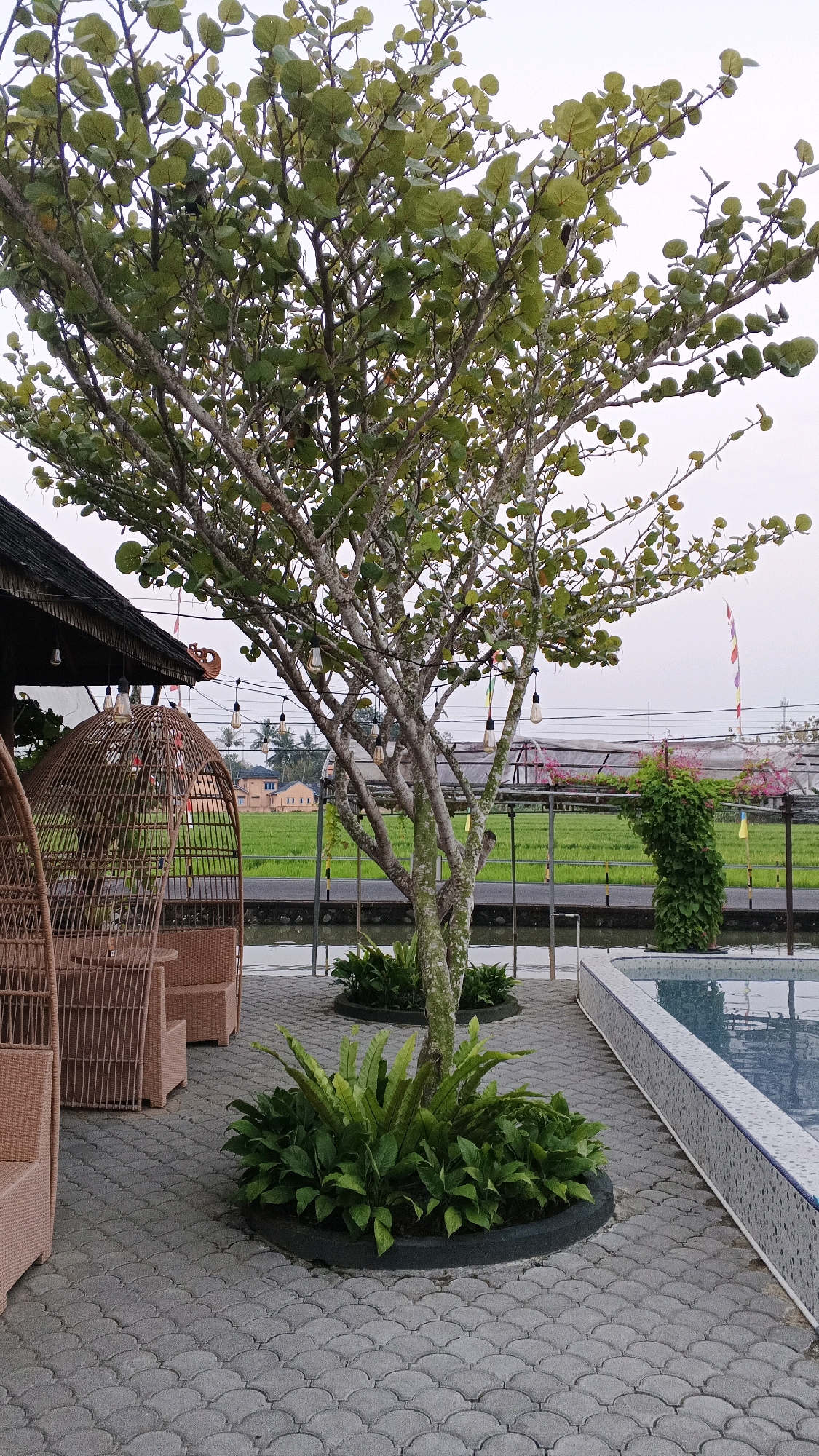 The image depicts an outdoor seating area adjacent to a swimming pool, likely at a resort or restaurant in Minggir, Indonesia. In the foreground, a large tree with sparse, round leaves stands in a circular planter filled with lush green ferns. To the left, rattan furniture, including a curved chair and a table, is placed on a patterned cobblestone patio. Overhead, decorative string lights hang between the tree and a covered structure with a dark roof. The background reveals a swimming pool with a tiled edge, a body of water, a vibrant green rice field, and a building with an orange facade. Several colorful flags are visible in the distance. The overall atmosphere is tranquil and scenic, suggesting a pleasant outdoor dining or relaxation space.