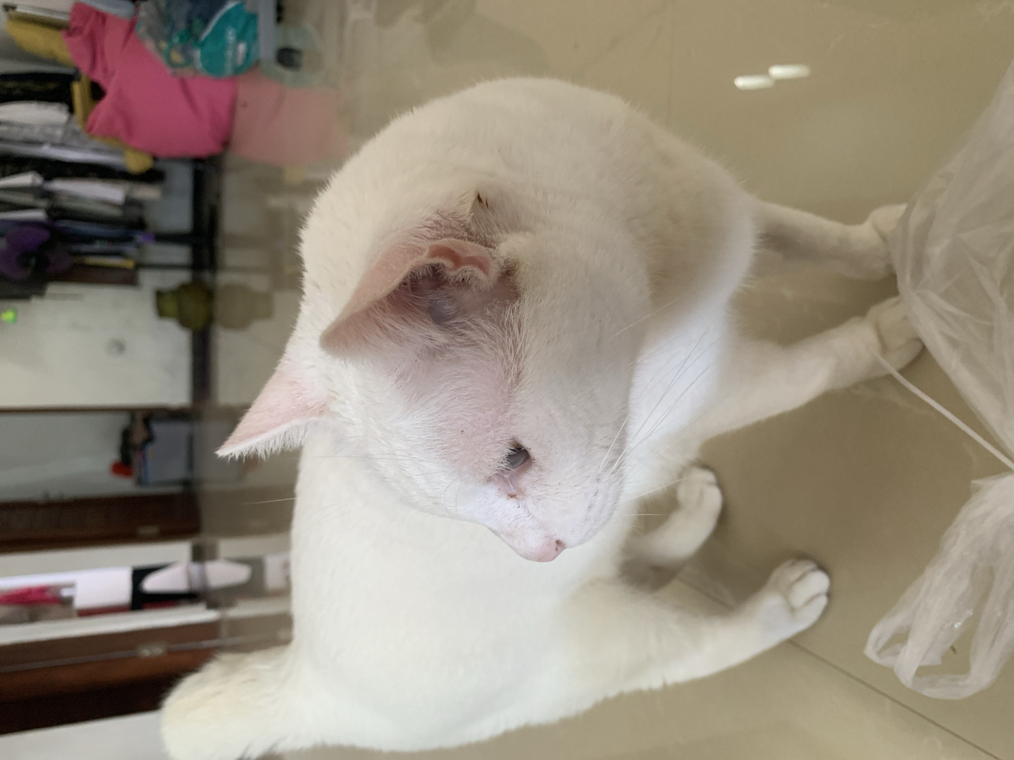 A white cat stands on a tiled floor inside a room. The cat is facing left, with its head turned slightly towards the camera. Its fur is white, and its eyes are partially visible. A plastic bag lies on the floor in front of the cat. In the background, there are doorways, shelves with clothing, and furniture, suggesting a residential or domestic setting. The lighting appears to be natural, coming from an unseen source. The location is identified as Sukawati, Indonesia.
