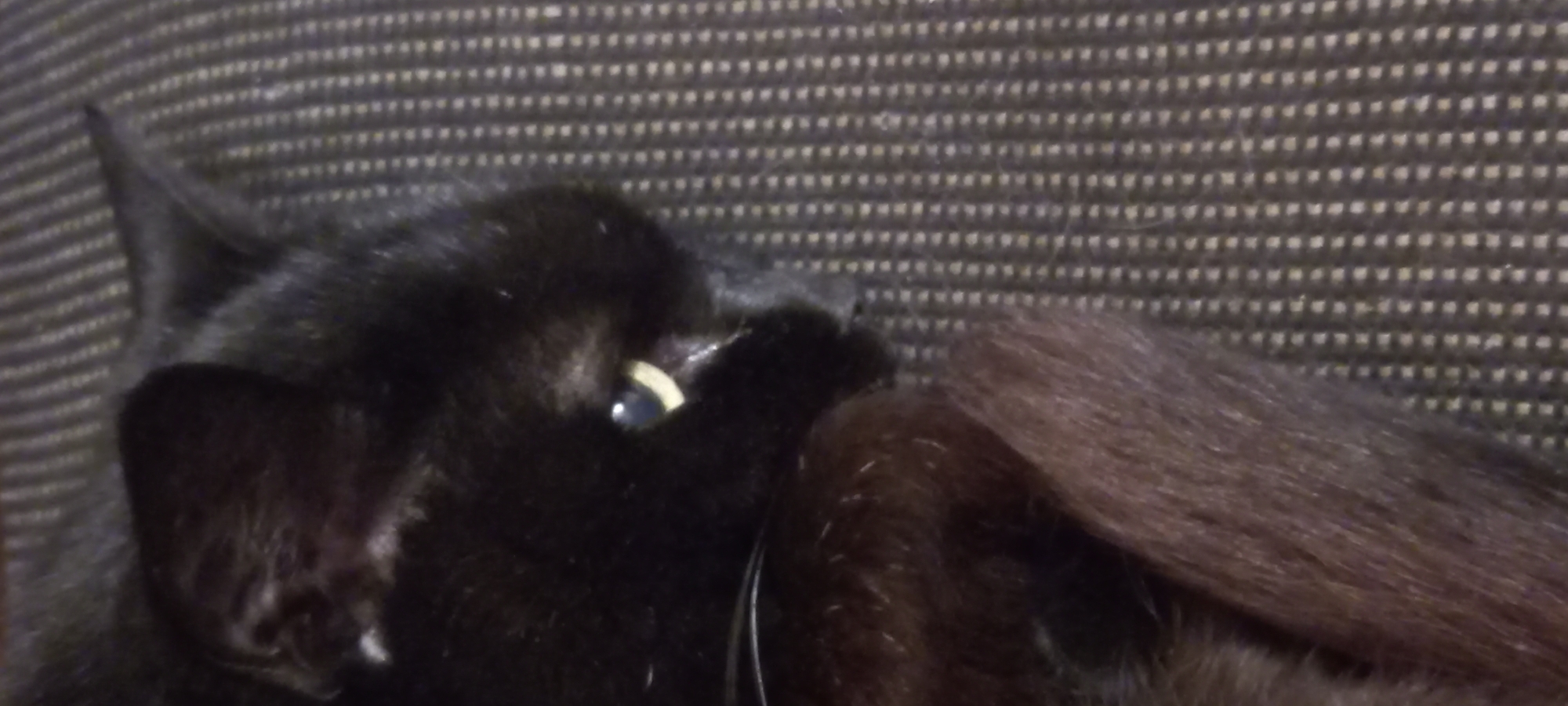 A close-up shot focuses on the face and foreleg of a black cat lying on a textured, dark surface. The cat's left ear is visible, and its yellow eye is partially open, with the pupil dilated. A portion of its brown-black tail is also in the frame, resting across its body and extending towards the right. The background is a striped fabric, appearing to be a sofa or chair. The image quality is slightly blurred, obscuring fine details. There is no discernible information about the cat's location within the city of Kryvyi Rih, Ukraine.