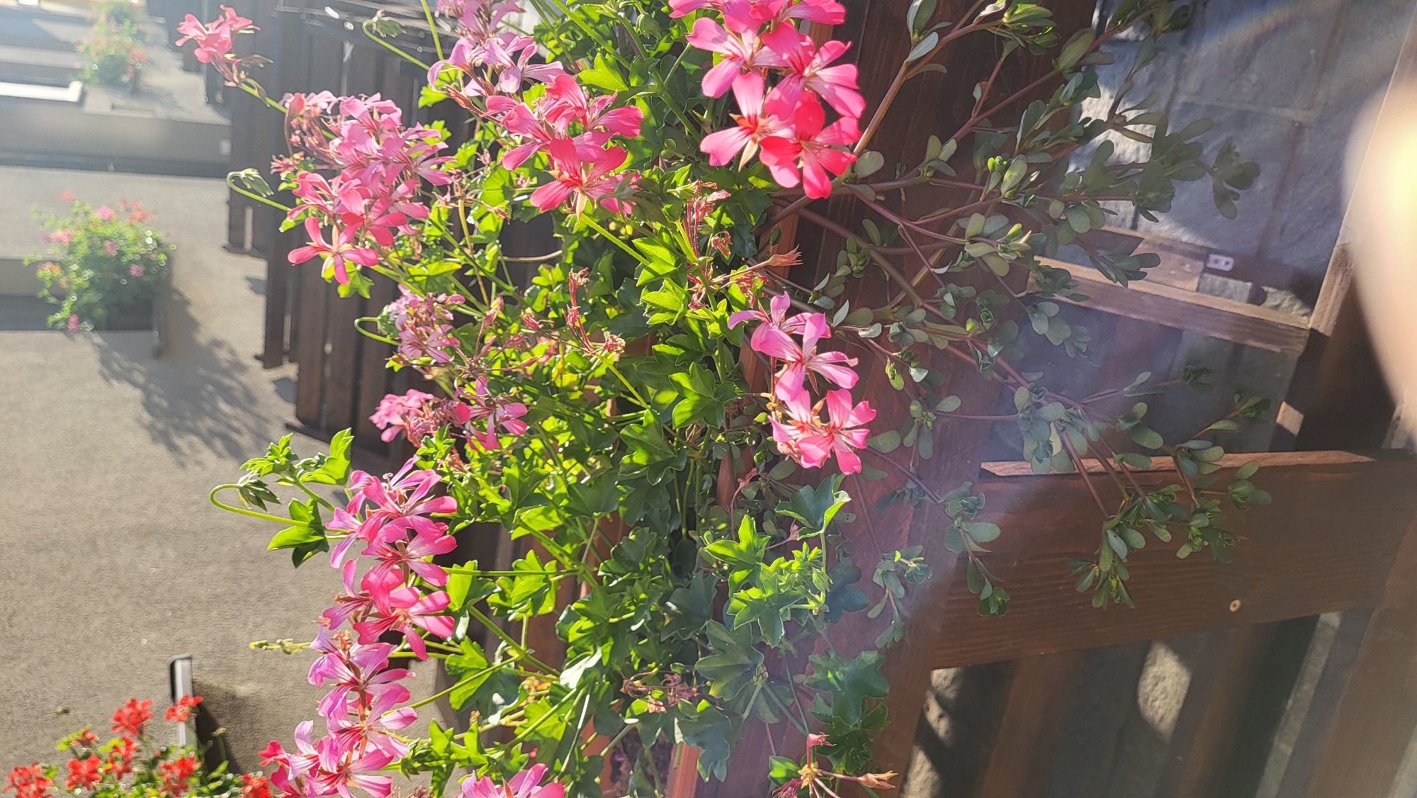 This image shows a close-up view of pink geranium flowers in a wooden planter box. The planter box is positioned outdoors, likely on a balcony or patio, as indicated by the presence of a building facade and outdoor furniture in the background. The flowers are vibrant and in bloom, with green leaves and stems visible. Sunlight is hitting the flowers, creating a bright and warm atmosphere, and casting shadows on the wall of the building. The background is slightly blurred, focusing attention on the flowers in the foreground. There are no people visible in the image. The scene appears to be from a residential area in the city of Prešov, Slovakia, given the context of the request, but there are no specific landmarks or identifying features within the image itself to confirm this location.