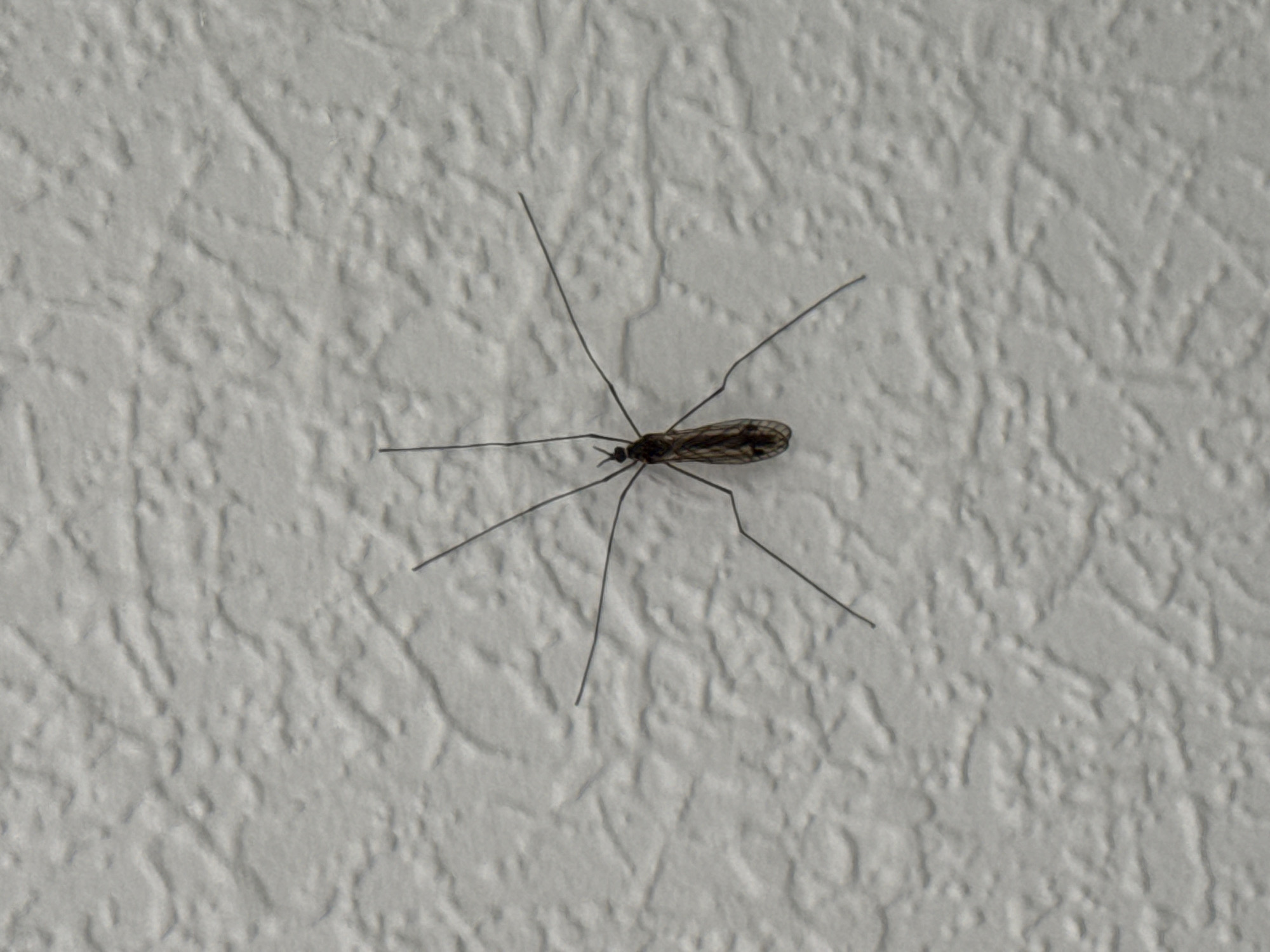 A single, long-legged insect is resting on a textured white wall. The insect has a small body, thin legs, and patterned wings. There is no indication of this image being taken in Izhevsk, Russia.