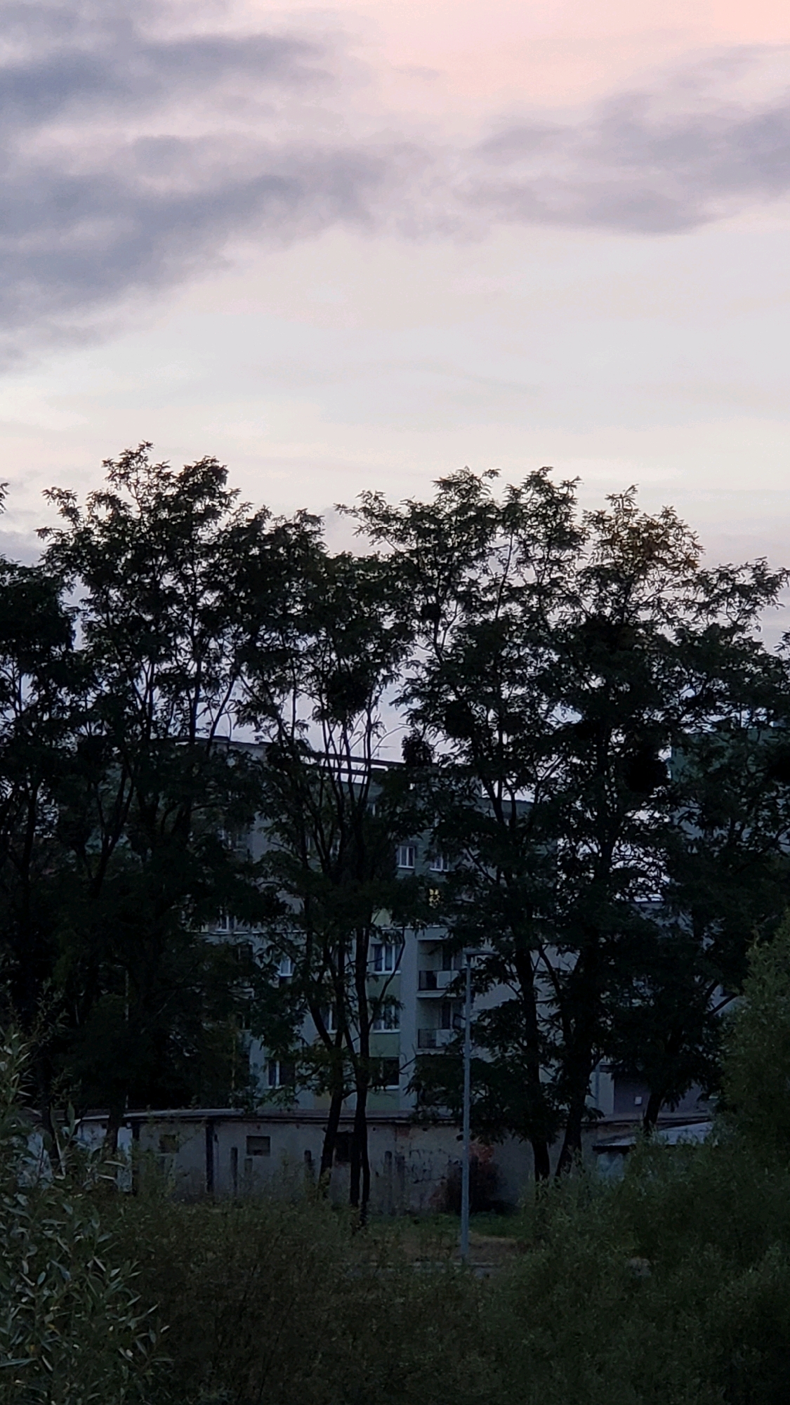 The image captures a dusk scene with a cloudy sky in Prešov, Slovakia. In the foreground, a line of dense, dark green trees with visible branches obscures the view of buildings behind them. The trees are silhouetted against the sky and the lighter-colored buildings. Behind the trees, a multi-story apartment building, light grey in color, is visible with numerous windows and balconies. In front of the apartment building, and partially hidden by the trees, is a lower, single-story structure with a weathered, light-colored facade and visible windows or openings. A street lamp is positioned to the right of the apartment building. The sky is a mix of light grey and pale pinkish hues, indicating sunset or twilight. The overall atmosphere is subdued and slightly overcast.