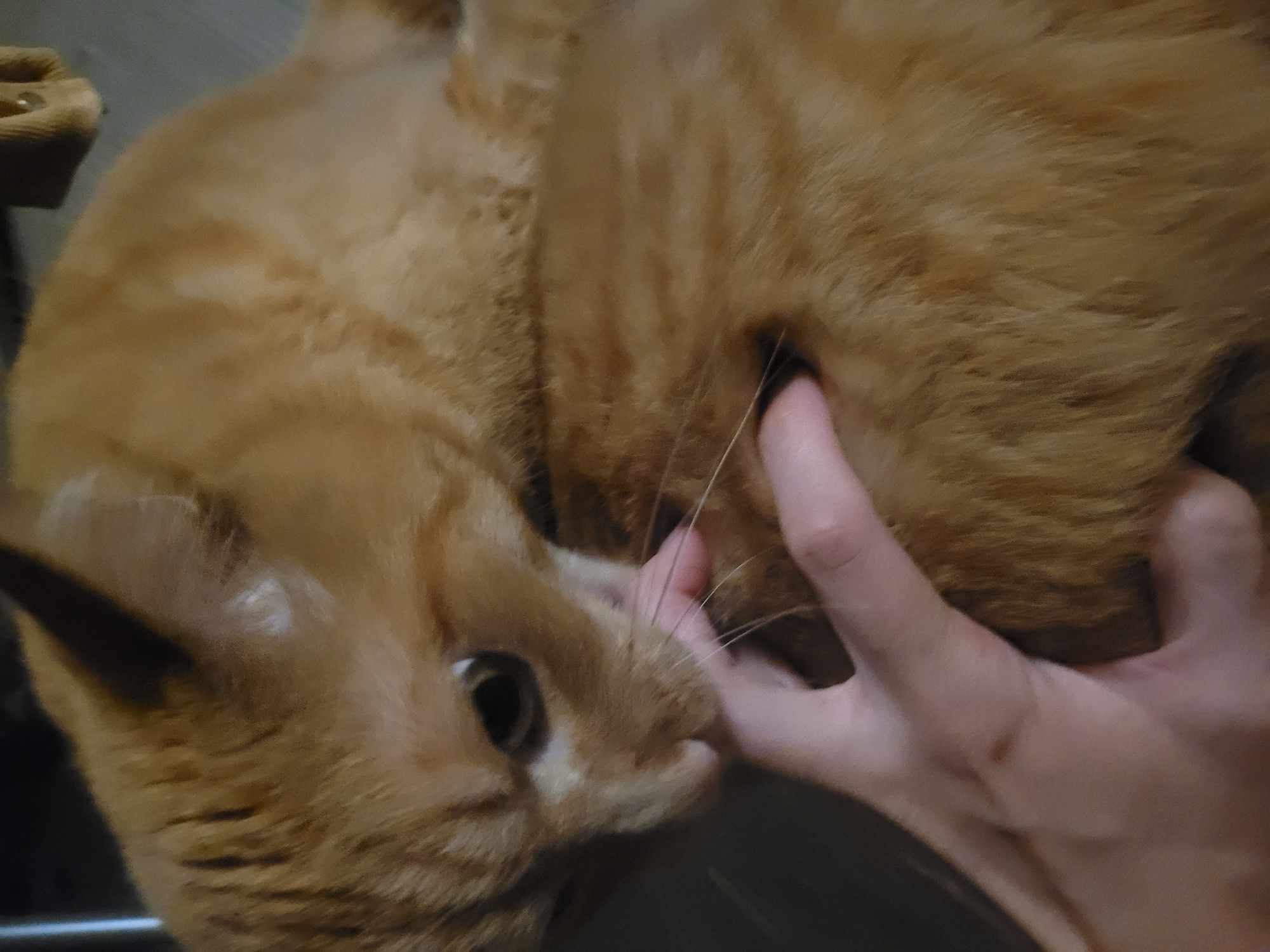 An extreme close-up shot shows an orange tabby cat biting a human finger with its teeth. The cat's head is on the left, with its right ear visible and its eye focused on the finger. The finger is inserted into the cat's mouth, and its teeth are visible. The rest of the cat's body is on the right, with its fur in focus. The background is dark and out of focus. The image is taken indoors, likely in a home environment.