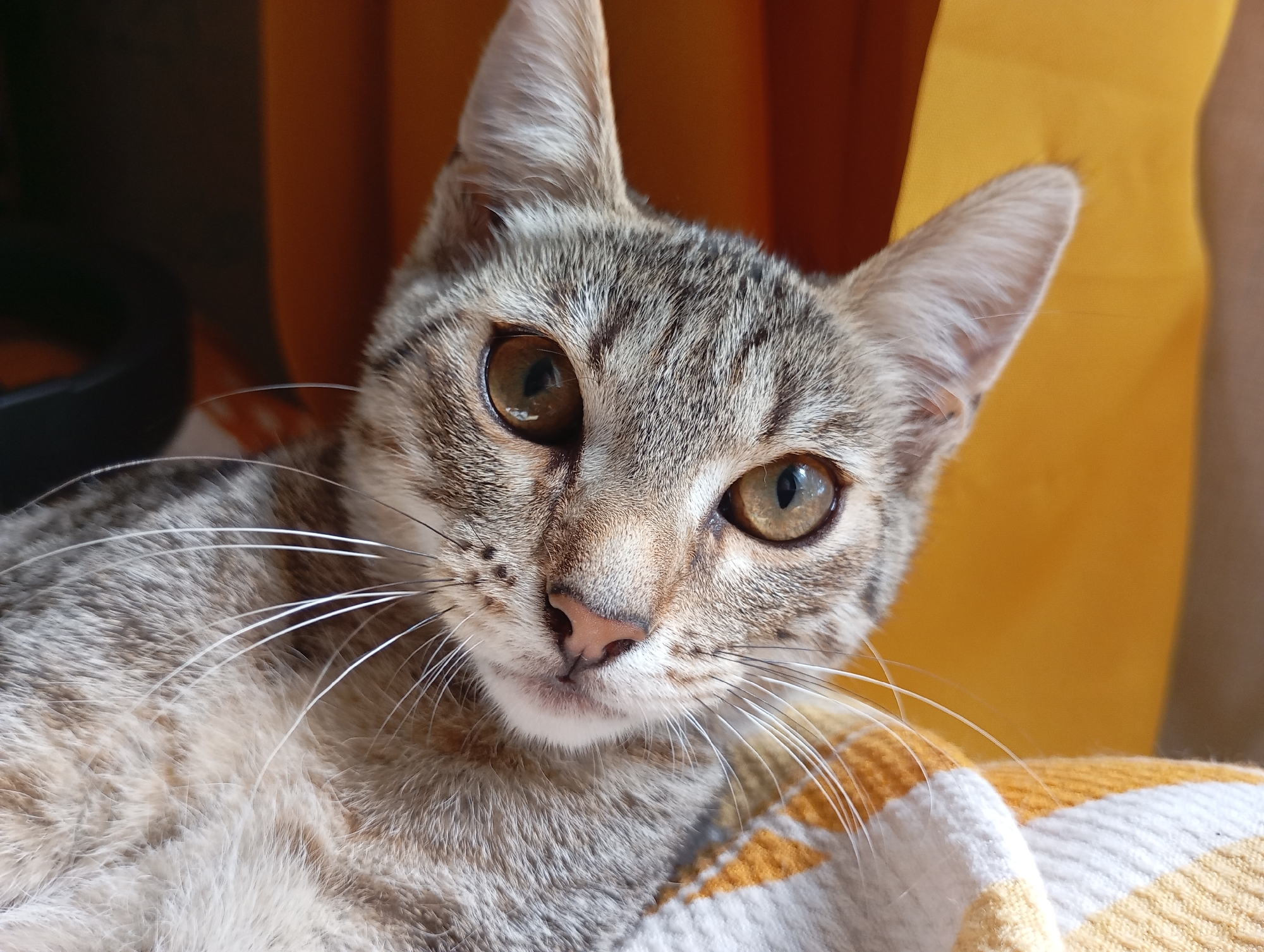 A close-up, eye-level shot features a tabby cat with striking amber eyes. The cat's head is tilted slightly to the right, and its gaze is directed towards the viewer. Its fur exhibits a mix of brown, grey, and black stripes, with prominent white whiskers fanning out from its muzzle. The background is softly blurred, with an orange fabric on the left and a bright yellow fabric on the right. A patterned blanket, with orange and white stripes, is visible beneath the cat. The image was taken indoors, likely in a home environment, and does not depict any specific location in the city of Фоки, Russia.
