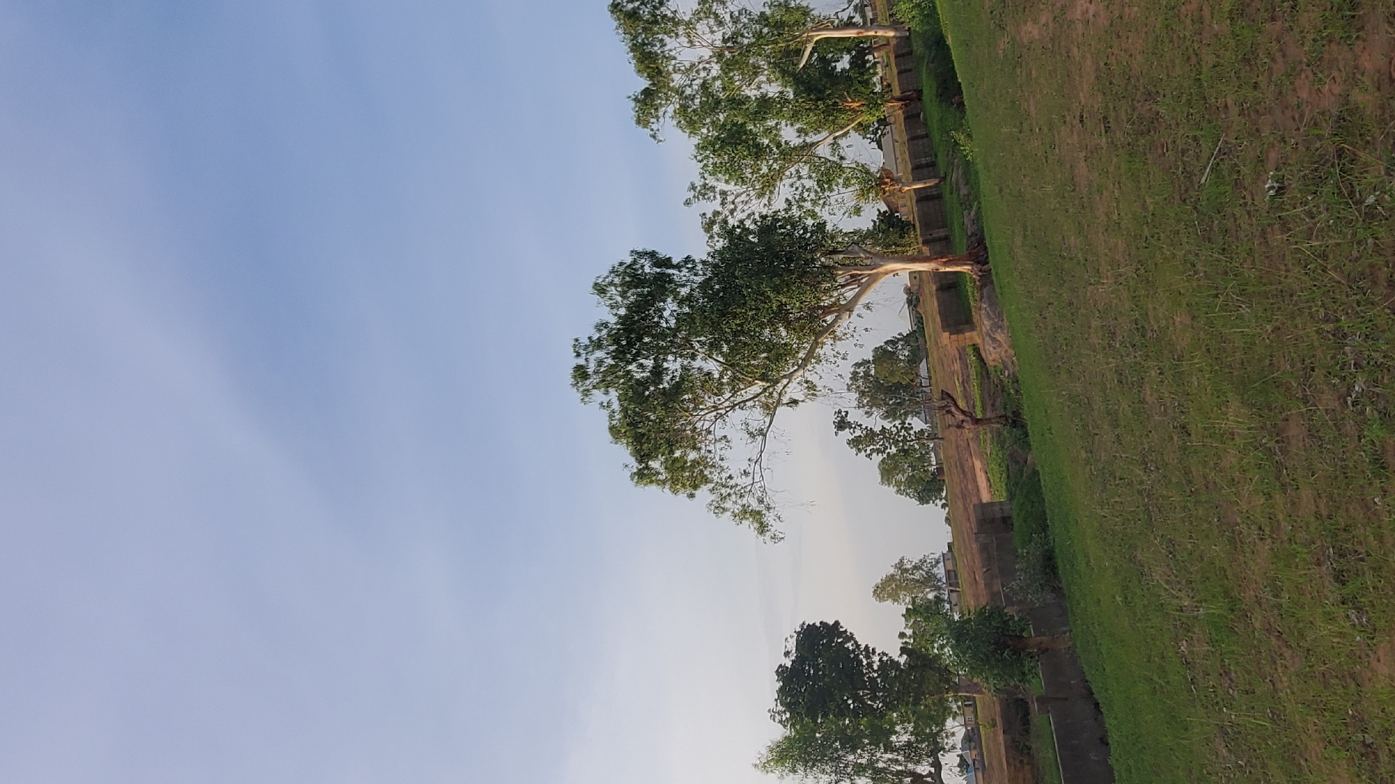 The image depicts an outdoor scene in Jalingo, Nigeria, characterized by a landscape of rolling green hills and scattered trees under a clear, pale blue sky. In the foreground, a grassy slope leads upwards towards a line of trees and structures. The trees vary in size and density, with some having full canopies of green leaves and others appearing more sparse. Several of these trees are positioned along a low retaining wall constructed of what appears to be brick or stone. In the background, small buildings with visible roofs can be seen nestled amongst the trees and on the higher ground, suggesting a semi-rural or suburban setting. The lighting indicates it is likely morning or late afternoon, casting a soft, even light across the landscape. No people are visible in the image, and there are no overt signs of activity or interaction. The environment appears natural and relatively undeveloped, with the retaining walls and scattered buildings indicating some human presence and infrastructure.