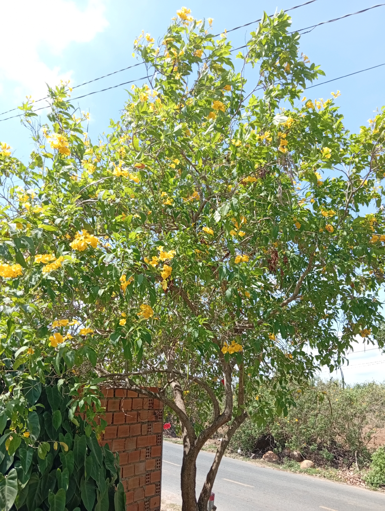 The image depicts a tree with yellow trumpet-shaped flowers growing next to a low brick wall on the edge of a road, presumably in a residential area of Phú Bình, Vietnam. The tree is full of green leaves and yellow blossoms. The brick wall is short and made of red bricks. Lush green vegetation covers the area behind the wall and continues to the side of the tree. A paved road stretches into the distance, bordered by more vegetation. Above the tree, a clear blue sky is visible with a few wispy clouds and overhead electrical wires.