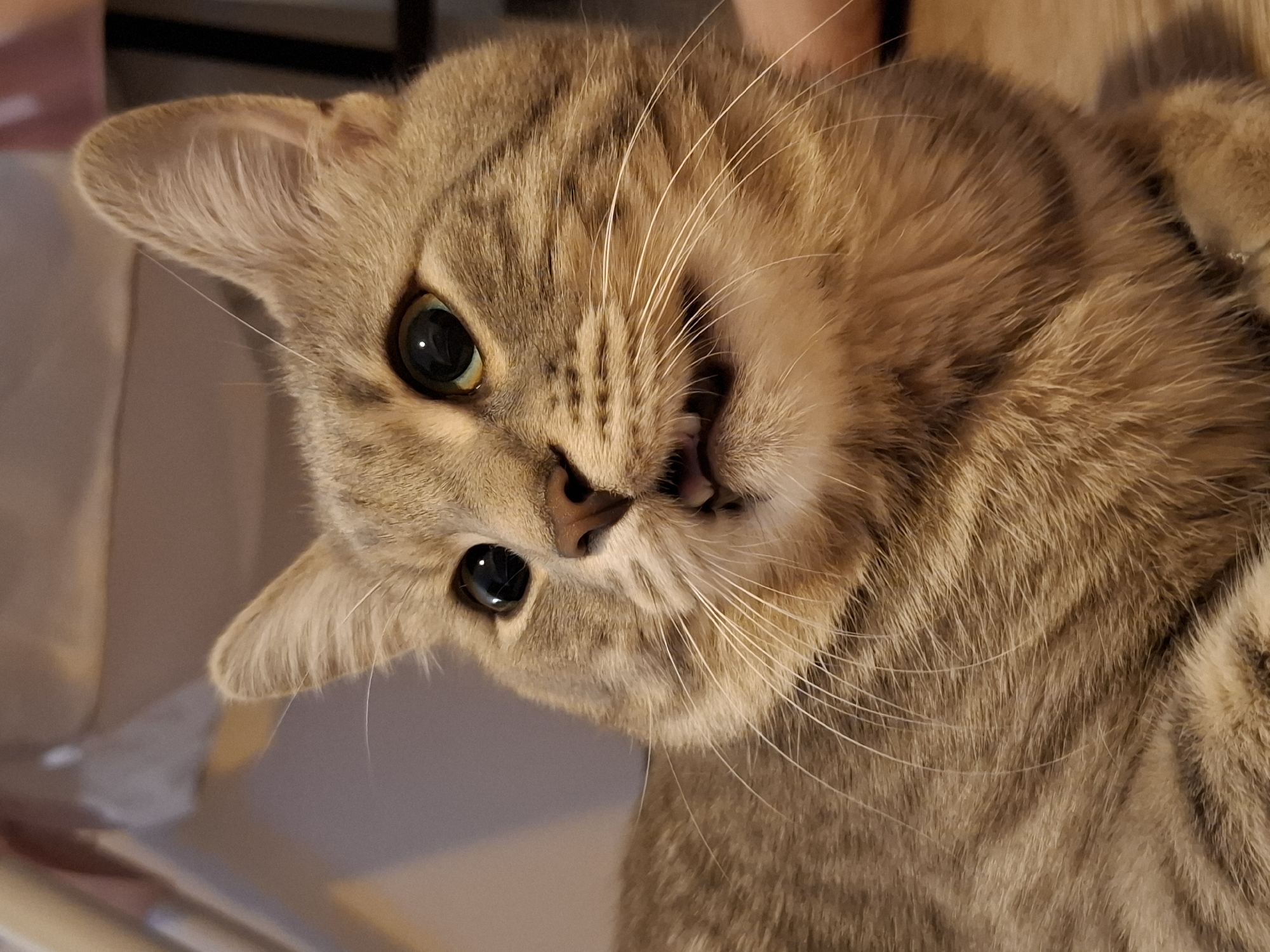 A close-up, eye-level portrait shows a grey tabby cat indoors, with its body filling most of the frame. The cat is lying down on a wooden floor, facing slightly to the left of the camera. Its fur is a mix of grey and brown stripes, with white whiskers fanning out from its muzzle. The cat has large, dark green eyes with bright reflections. Its mouth is slightly open, revealing small, sharp teeth and a pink tongue. The background is blurred, with hints of furniture and a light-colored wall. The scene is lit by soft, indoor lighting. There is no indication of Zemun Urban Municipality, Serbia in this image.