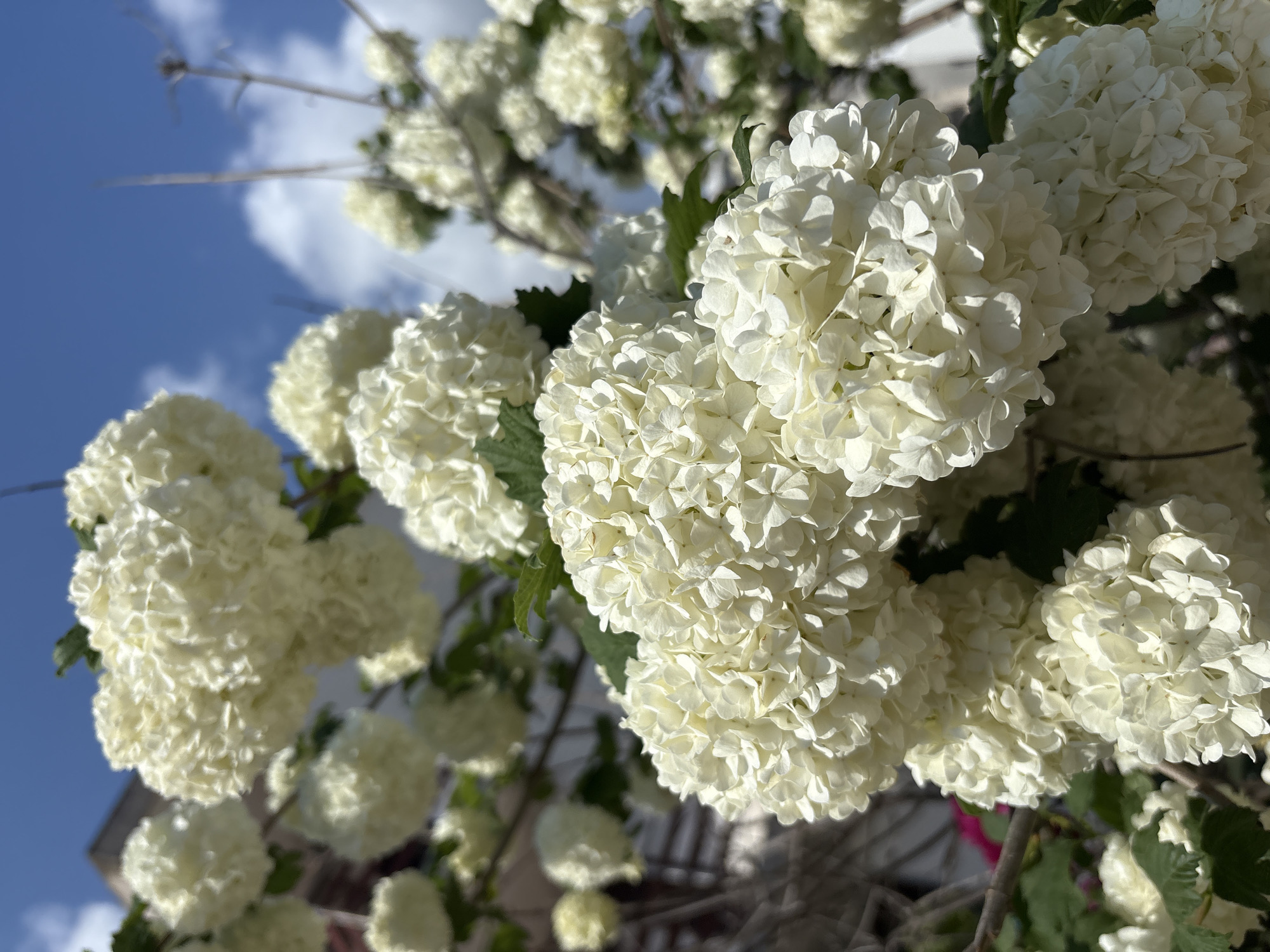 The image presents a vibrant close-up of numerous white, spherical flower clusters, likely Snowball Viburnum (Viburnum opulus 'Roseum'), in full bloom. These dense, rounded inflorescences are composed of countless small, delicate white petals, creating a lush, abundant, and somewhat fluffy appearance. Green leaves are intermittently visible, peeking out from behind and between the flowerheads, adding a touch of verdant contrast.
The flowers are viewed from a low angle, reaching upwards against a clear, bright blue sky adorned with scattered, fluffy white clouds. This perspective highlights the sky as a dominant backdrop, indicating an outdoor setting during daytime. In the very blurred background, faint outlines of what appears to be a building or structure are discernible, though indistinct.
The strong, direct sunlight casts subtle shadows among the petals and creates bright highlights on the flowers, suggesting a sunny day, likely during the morning or early afternoon. The overall impression is one of natural beauty, freshness, and the vitality of spring or early summer. The scene is set in Bar, Montenegro. There is no visible text in the image.