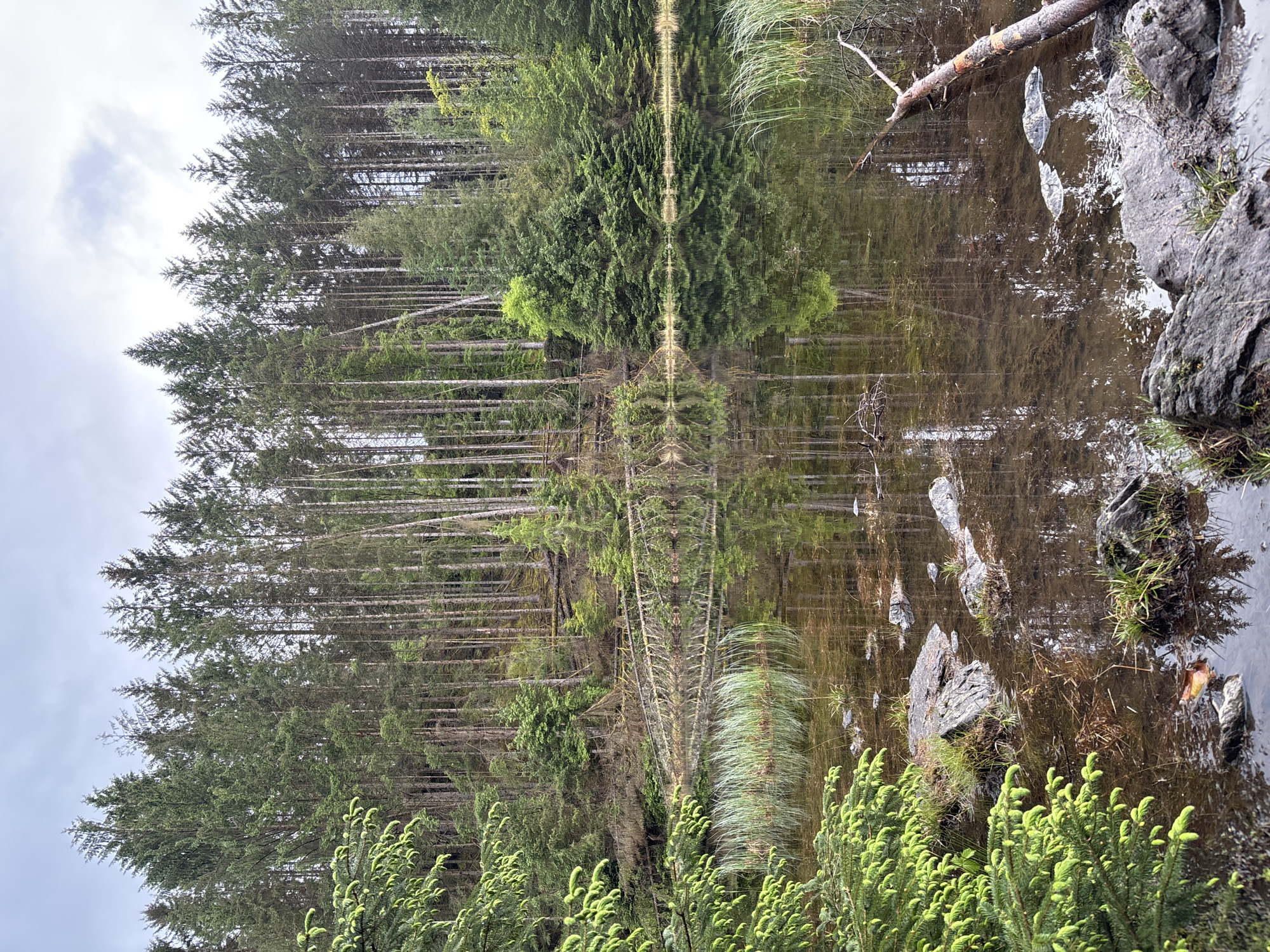 The image captures a forest scene in Betws-y-coed, United Kingdom. A dense stand of tall, thin evergreen trees lines the left side of the frame, their reflection mirrored in a body of water that occupies the right side. Rocks and a fallen branch are visible along the water's edge. In the foreground, lush green vegetation adds depth to the scene. The sky appears overcast, contributing to the overall muted tones of the photograph.
