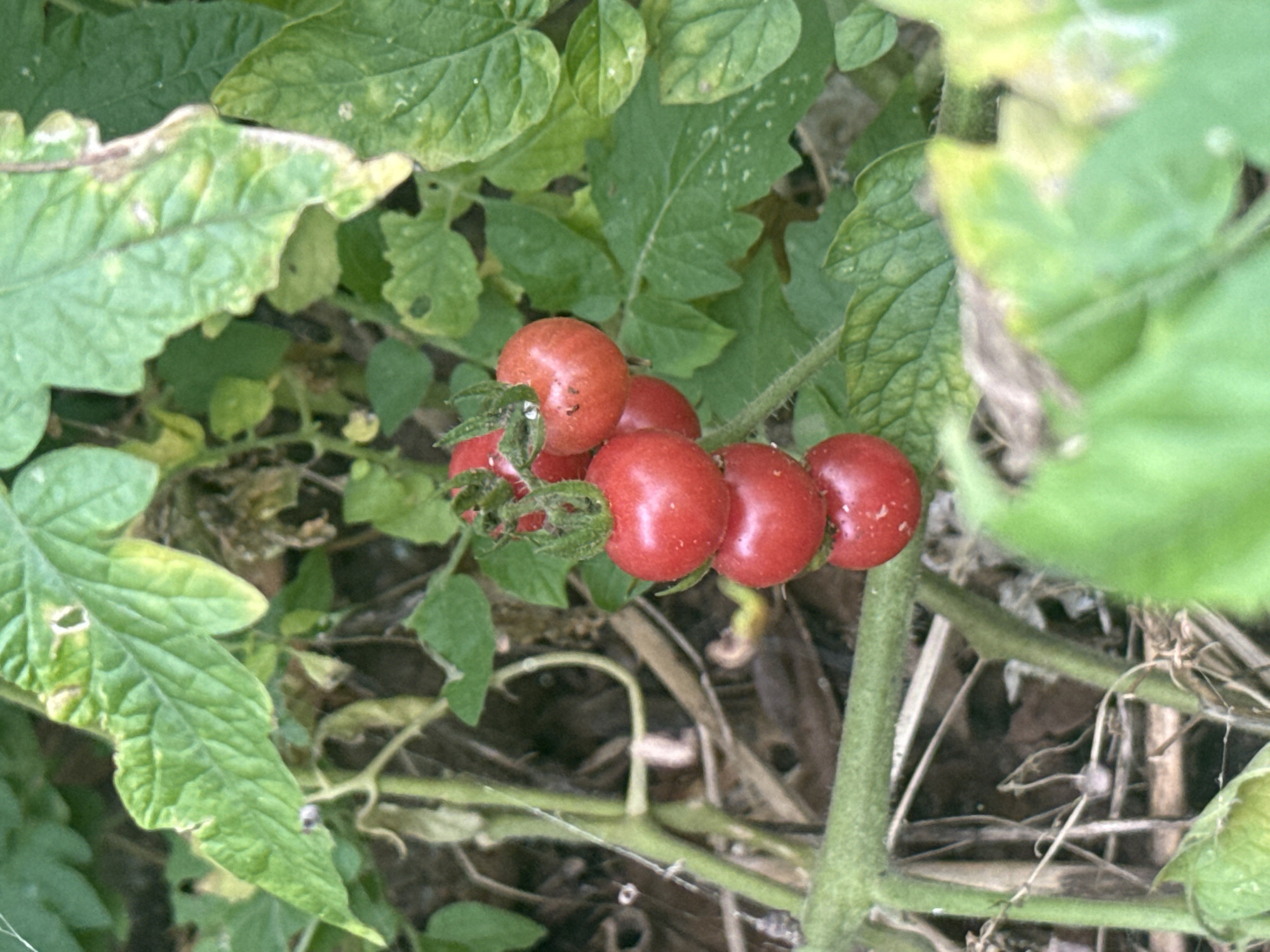 In São Pedro da Aldeia, Brazil, a close-up shot focuses on a cluster of ripe, red cherry tomatoes growing on a vine amidst lush green foliage. The tomatoes are round and vibrant, with some showing small imperfections or specks. The vine itself is thick and green, with a few leaves visible, some of which appear slightly weathered or discolored. The background is a blur of green leaves and dried plant matter, suggesting an outdoor garden setting. The lighting is natural and diffused, highlighting the texture and color of the tomatoes.