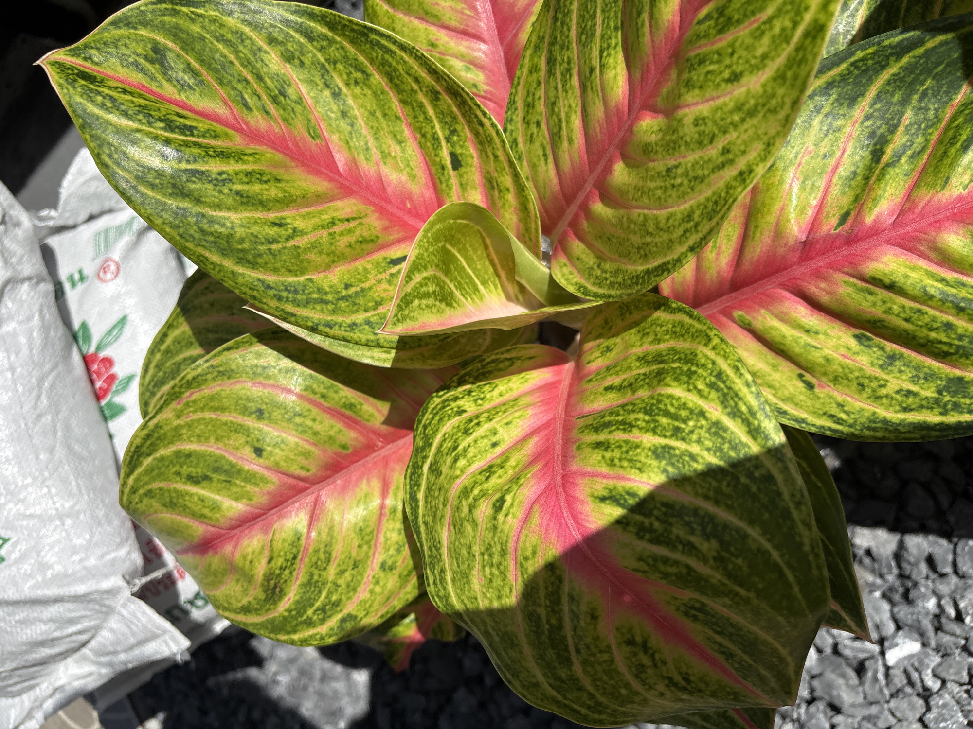 A close-up, overhead shot captures a cluster of vibrant green and pink leaves belonging to a Chinese evergreen plant. The leaves exhibit a striking pattern with prominent pink veins running through them, contrasting with the lighter green base. The texture of the leaves appears slightly glossy, with some subtle variations in color and small, darker green speckles scattered across the surface. Sunlight casts a shadow across some of the leaves, creating a play of light and dark. In the background, a white woven bag with red and green printed graphics is visible, along with a surface covered in small, grey stones. The scene is set outdoors, likely in a garden or nursery setting, with the lighting suggesting it is daytime. The location is identified as Ko Kaeo, Thailand. There are no people or animals present in the image.