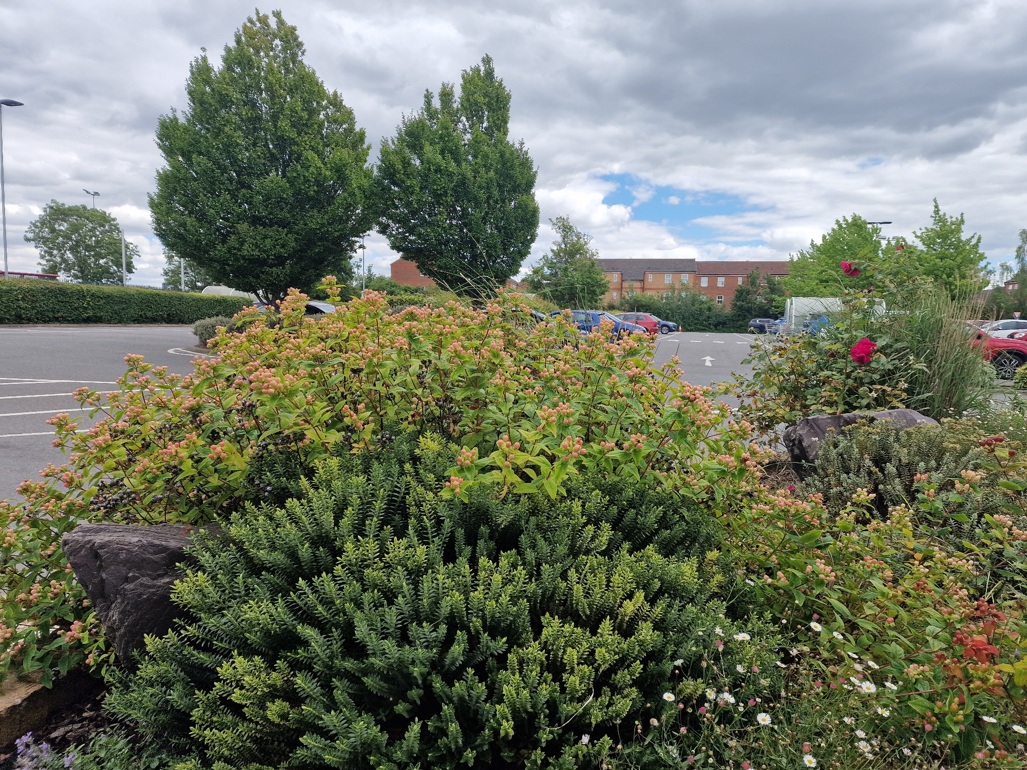 The image depicts an outdoor scene in Wootton, United Kingdom, with a focus on foreground vegetation and a backdrop of buildings and a parking lot. In the immediate foreground, a dense green shrub with small, tightly packed leaves occupies the lower half of the frame. Behind this, and to the left, a large dark grey rock is partially visible. Above the rock and shrub, a bushy plant with numerous small, pale pink, berry-like fruits and some darker berries is prominent. This plant has a sprawling habit and is intermingled with other greenery. Further back, a few delicate white wildflowers with yellow centers are scattered among the plants.
The middle ground reveals a tarmac parking lot with white lane markings, including a large white arrow pointing left. Several parked vehicles are visible, including a blue hatchback, a dark blue car, and a red hatchback. Behind the parking lot, a row of trees with full green canopies stands tall. Beyond the trees, a modern-looking building complex with reddish-brown brick facades and cream-colored window surrounds is visible. The sky above is overcast with significant cloud cover, but patches of blue sky and some sunlight breaking through are also present. The overall impression is of a vegetated area bordering a parking facility, likely adjacent to residential or commercial buildings. The time of day appears to be daytime, given the lighting conditions. No people are visible in the image.