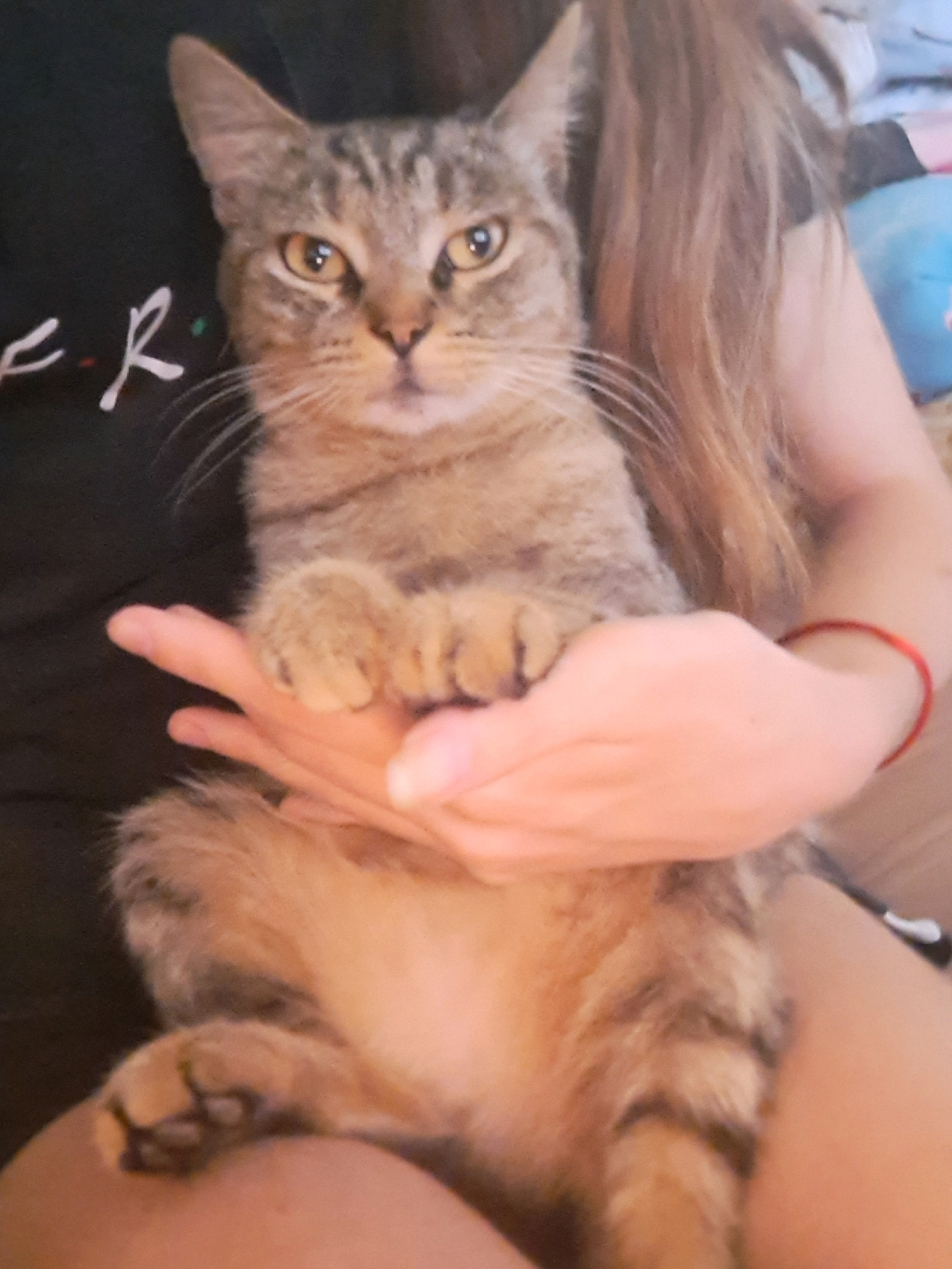 A tabby cat is held in the arms of a person whose hair is visible. The person is wearing a black t-shirt with white text that appears to be from the TV show "Friends." The cat is looking at the camera with its paws resting on the person's hand. The image is taken indoors in Vypasne, Ukraine.