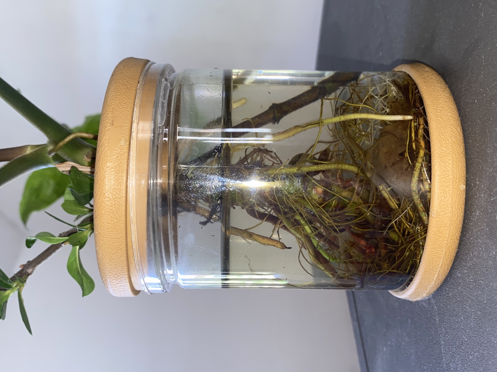 A plant is shown rooted in water within a clear glass jar. The jar has a textured tan lid and a matching tan ring around its base. The plant has green stems and leaves visible above the water, with a dense network of brown and green roots submerged in the clear liquid. The jar is placed on a dark, flat surface, likely a table. The background is a plain, light-colored wall. No individuals are present in the image.