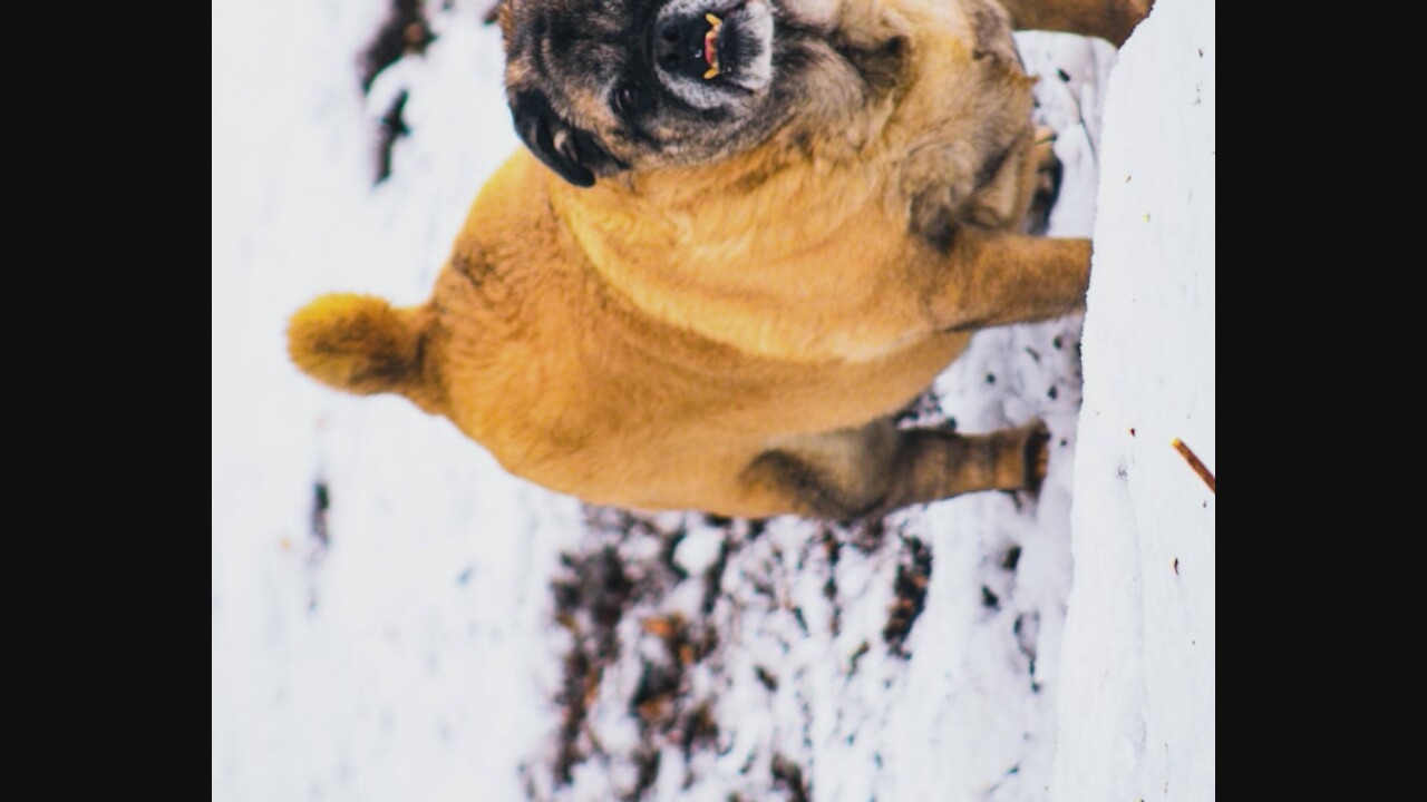 A pug dog stands in the snow, facing the camera. Its fur is tan and brown, and its face is wrinkled with prominent underbite. The dog's tongue is slightly visible, and it appears to have a small piece of food or debris in its mouth. The background is out of focus, showing a snowy ground with some brown debris and bare branches. The lighting suggests it is daytime.
