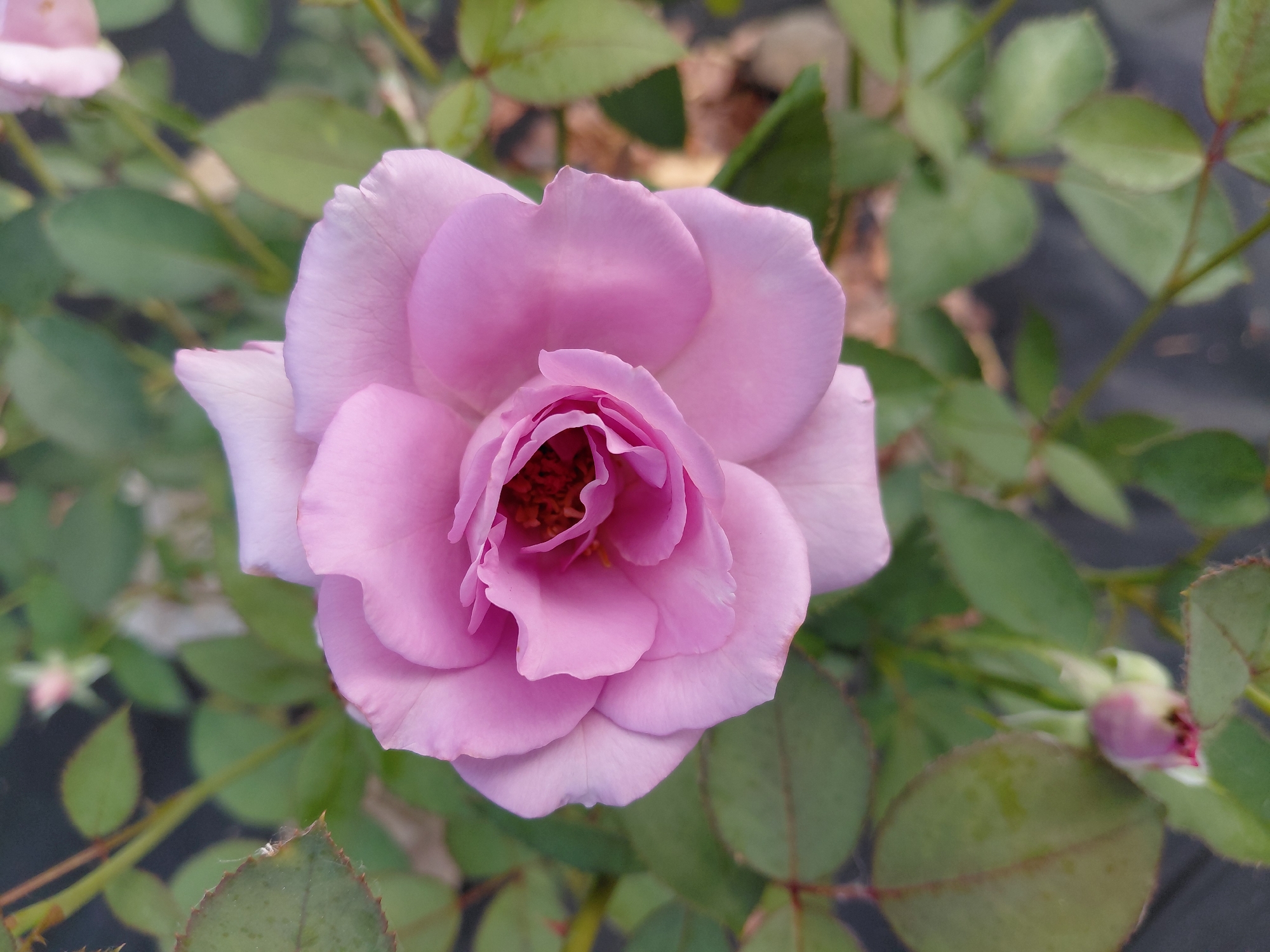 A close-up, top-down view showcases a single, partially opened light purple rose in full bloom, positioned centrally against a backdrop of green foliage. The rose's delicate petals are layered and softly curved, revealing a hint of its darker reddish-purple stamen at its core. To the lower left, a small, unopened rosebud, also tinged with pink and purple, is visible amongst the leaves. The surrounding leaves are a deep green, some appearing slightly wet, with serrated edges. The overall environment suggests an outdoor setting, likely a garden, with a dark, possibly artificial ground covering visible in the background. The lighting is natural and soft, highlighting the textures and subtle color variations of the rose. This scene appears to be from the city of Novosibirsk, Russia, given the context provided.