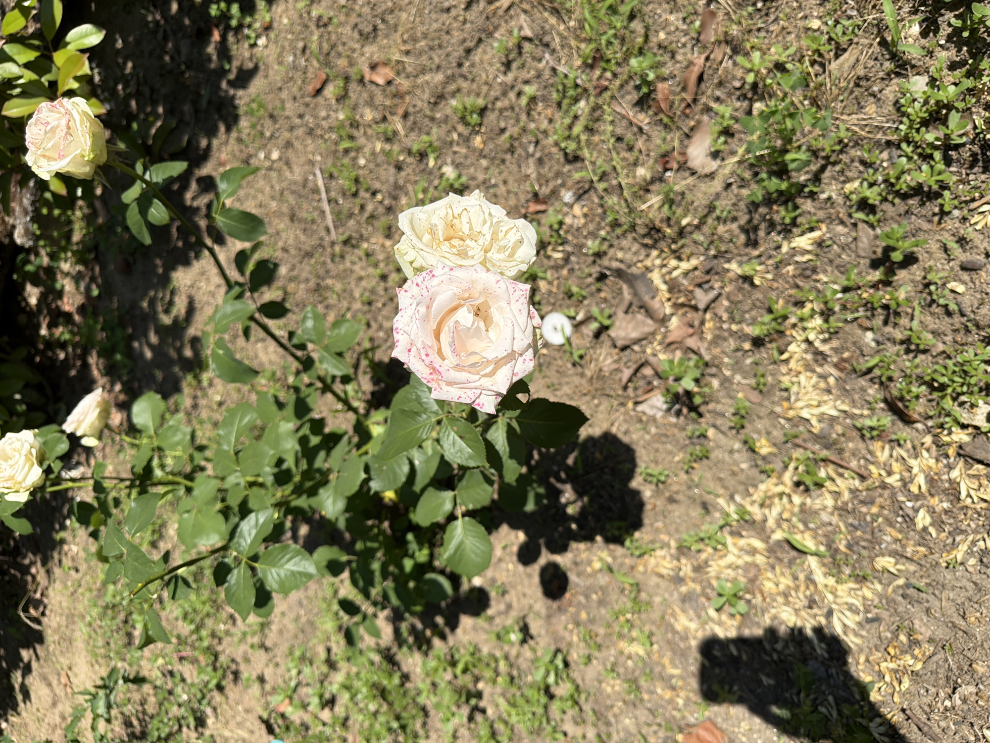 The image shows a rose bush with three roses. Two roses are in the foreground, one with pink speckles and the other a pale yellow. A third rose, pale yellow, is visible further up the bush. The rose bush is planted in dry, dusty soil with sparse green weeds and fallen leaves. The scene is illuminated by bright sunlight, casting shadows from the foliage and a silhouette of a person holding a phone or camera in the lower left corner. The location is specified as Pazardzhik, Bulgaria.