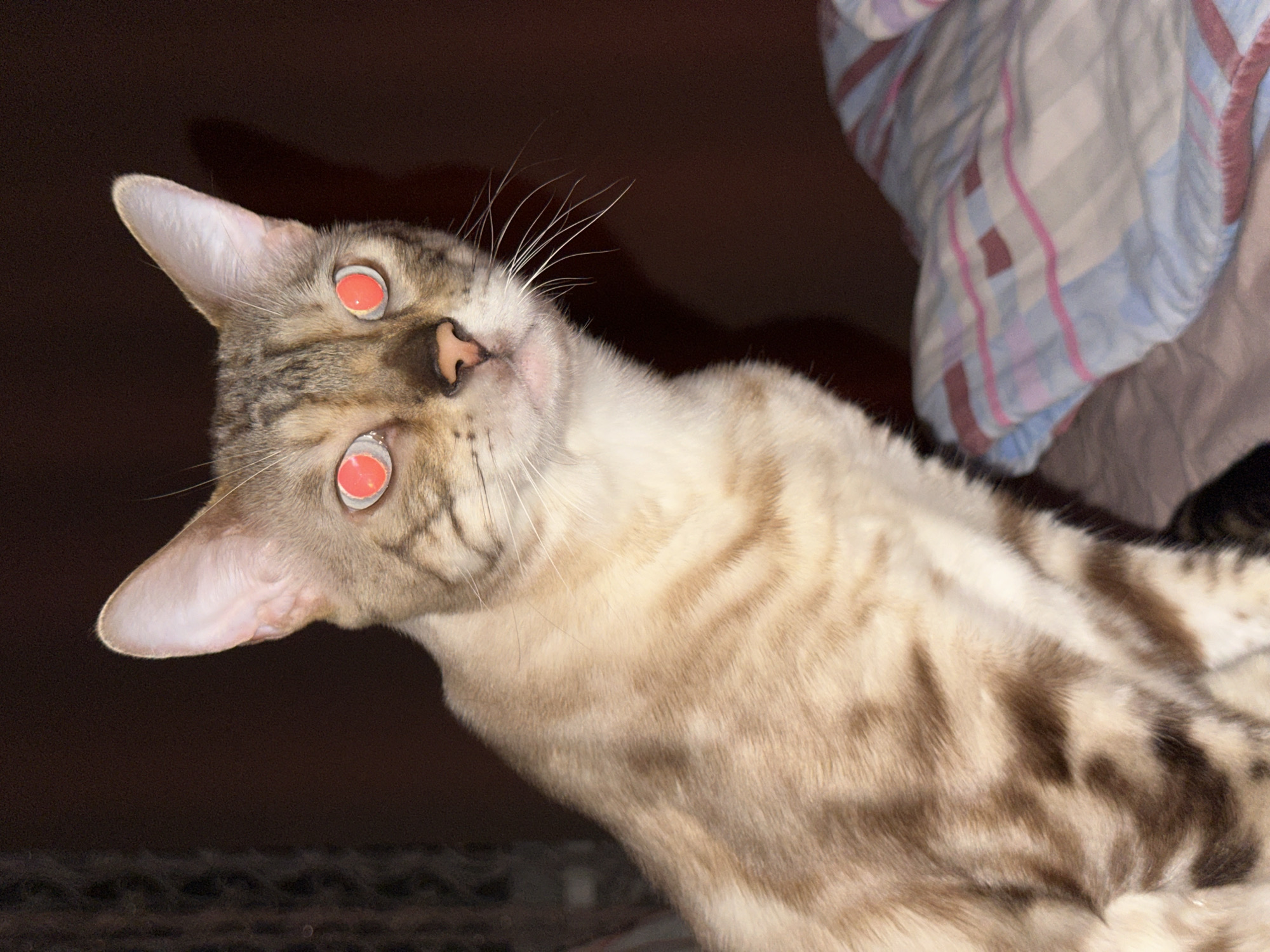 The image shows a close-up of a Bengal cat sitting on a bed. The cat has tan fur with distinctive dark spots and stripes, and its eyes are glowing red due to a reflection from a flash. The background is dark, with a hint of a patterned blanket on the right side of the frame. There are no discernible elements in the image that would indicate its location within the city of Energetik, Russia.