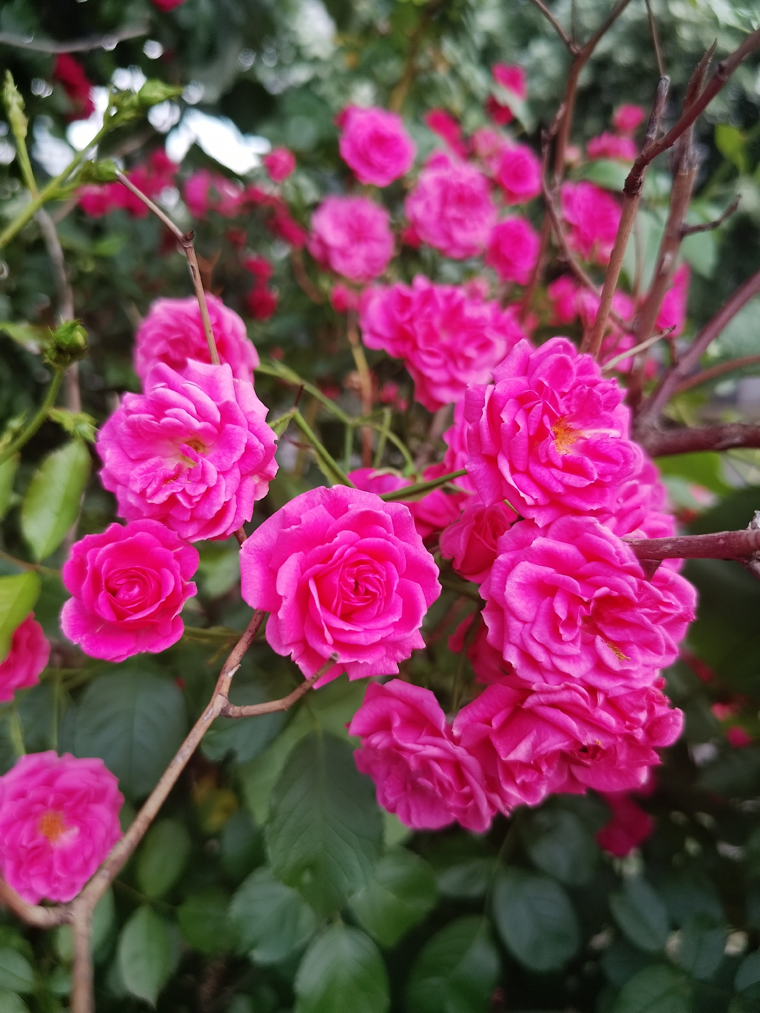 This image captures a dense cluster of fully bloomed pink roses, along with several rosebuds, within a garden setting located in the city of Kazanlak, Bulgaria. The primary subjects are the roses, displaying multiple layers of petals in a vibrant fuchsia color. Some open roses reveal yellow stamen at their centers. Brown, woody stems and dark green, ovate leaves are visible in the foreground and midground, supporting the blooms. The background is heavily blurred, composed of indistinct green foliage and additional out-of-focus pink shapes, indicating further roses and greenery. The overall lighting is diffused and even, suggesting either overcast conditions or indirect sunlight, illuminating the details of the petals and leaves. No people or specific actions are depicted.