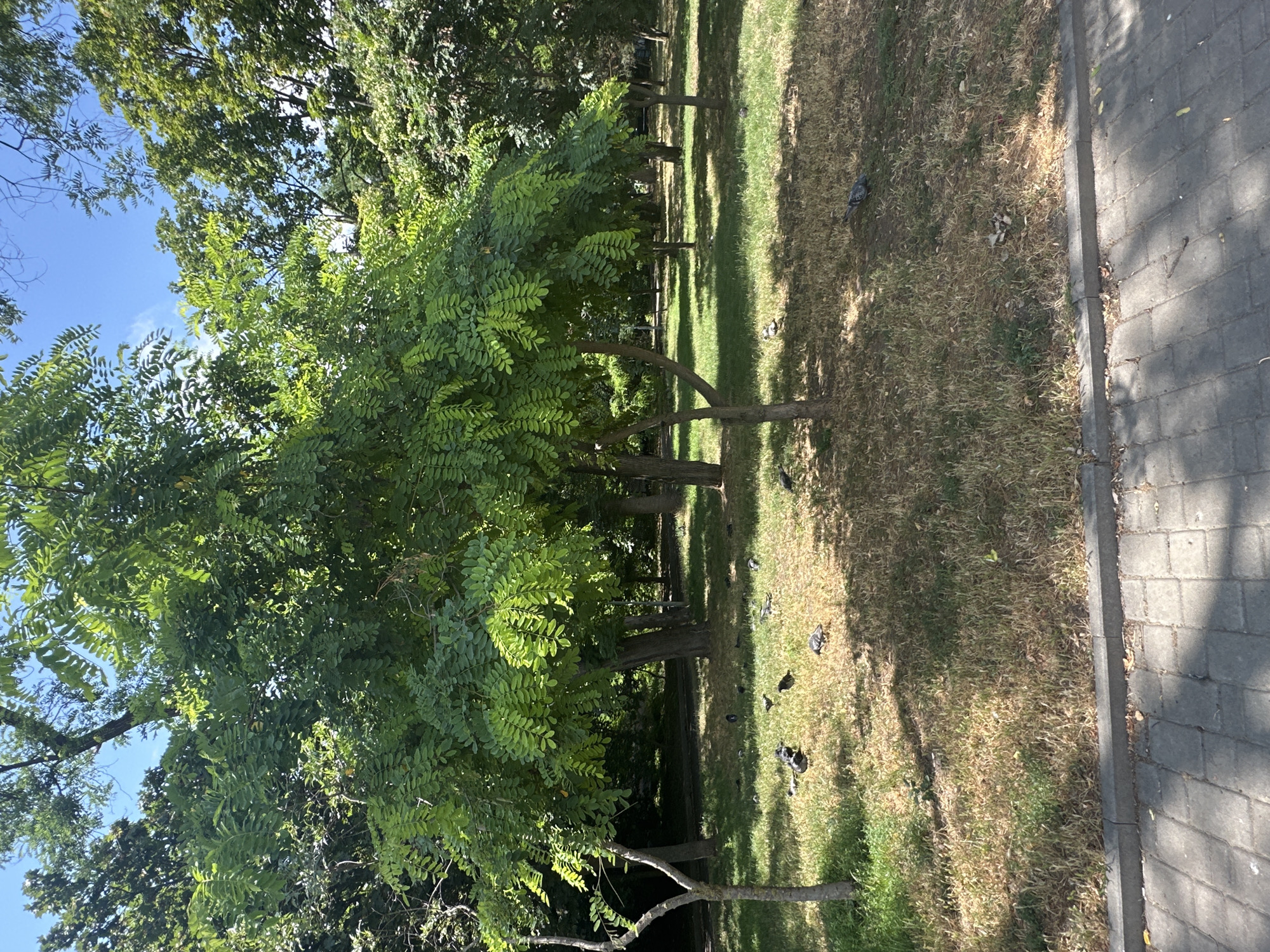 A group of pigeons are scattered across a sun-dappled grassy area in a park, located in Odesa, Ukraine. The park features several trees with lush green foliage, casting shadows on the dry, yellowish grass. In the foreground, a paved walkway made of grey interlocking bricks runs along a grey concrete curb. The sky above is clear and blue, with a few wispy clouds visible between the tree branches. The scene appears tranquil, with no human presence.