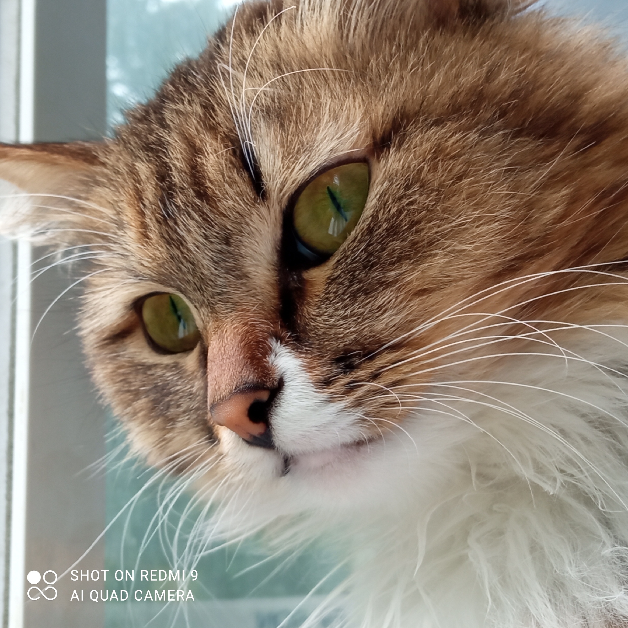 A close-up portrait shot captures the head and upper chest of a domestic cat in Chaikovsky, Russia. The cat, likely a tabby with prominent brown and cream fur, exhibits a striking gaze with its large, luminous green eyes. Its fur is a mix of warm browns, creams, and possibly some darker stripes on its forehead and ears, while its lower face and chest are white and fluffy. Long, delicate white whiskers fan out from either side of its pinkish-brown nose and muzzle. The cat is looking intently towards the left of the frame, suggesting curiosity or focus on something outside the camera's view. Reflections of a window or light source are visible in its eyes, indicating natural daytime lighting. The background is softly blurred, showing indistinct lighter and darker vertical and horizontal elements, consistent with an indoor setting looking out a window. A white watermark at the bottom left corner reads "SHOT ON REDMI 9" and "AI QUAD CAMERA". The overall impression is one of a beautiful, alert animal captured with clarity and detail.