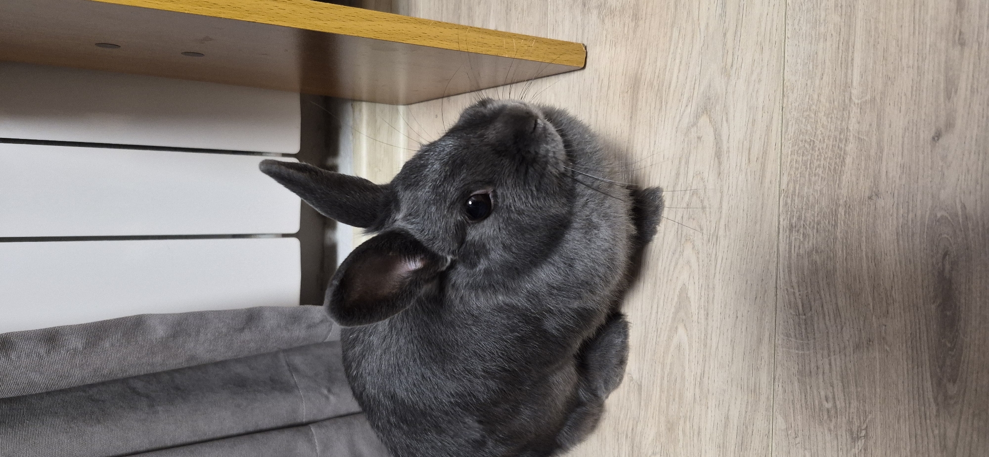 A medium shot captures a dark gray rabbit sitting on a light brown wooden floor. The rabbit is positioned in the lower-left quadrant of the image, facing to the right with its head slightly turned towards the viewer. Its fur is short and dense, and its large, dark eyes are prominent. One of its ears is pointed upwards, while the other is slightly tilted. The rabbit's paws are tucked beneath its body.
In the background, to the left, a portion of a gray, textured curtain is visible. To the right of the curtain, a white radiator with vertical slats is present. Further to the right, a wooden shelf with a yellowish-brown edge is partially visible, extending from the right edge of the frame. The floor is made of light-colored wooden planks with a visible grain pattern. The lighting appears to be from an overhead source, casting subtle shadows. There is no indication of the location being in Ussurijsk, Russia, or any other specific city.