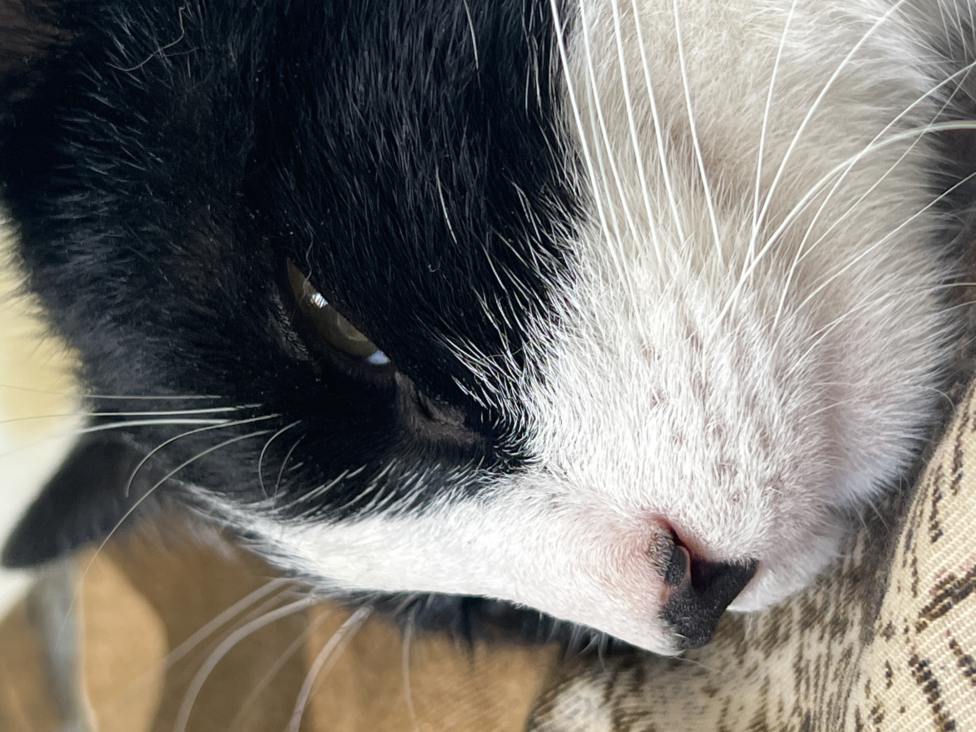 The image is a close-up, eye-level, outdoor, candid shot of a black and white cat's face. The cat is lying on a textured surface with a brown and tan pattern, possibly a blanket or upholstery. The cat's left eye is visible and appears to be a golden-brown color, with some reflection of light. The cat's nose is pink with black speckling. Long white whiskers extend from the cat's face. The background is blurred, showing a soft brown and tan pattern. The lighting is natural and seems to be coming from the side. There are no humans or other animals visible in the image. The scene is static, with the cat appearing to be resting or sleeping. The overall mood is calm and peaceful. The image quality is good, with sharp focus on the cat's face and details of its fur and whiskers.